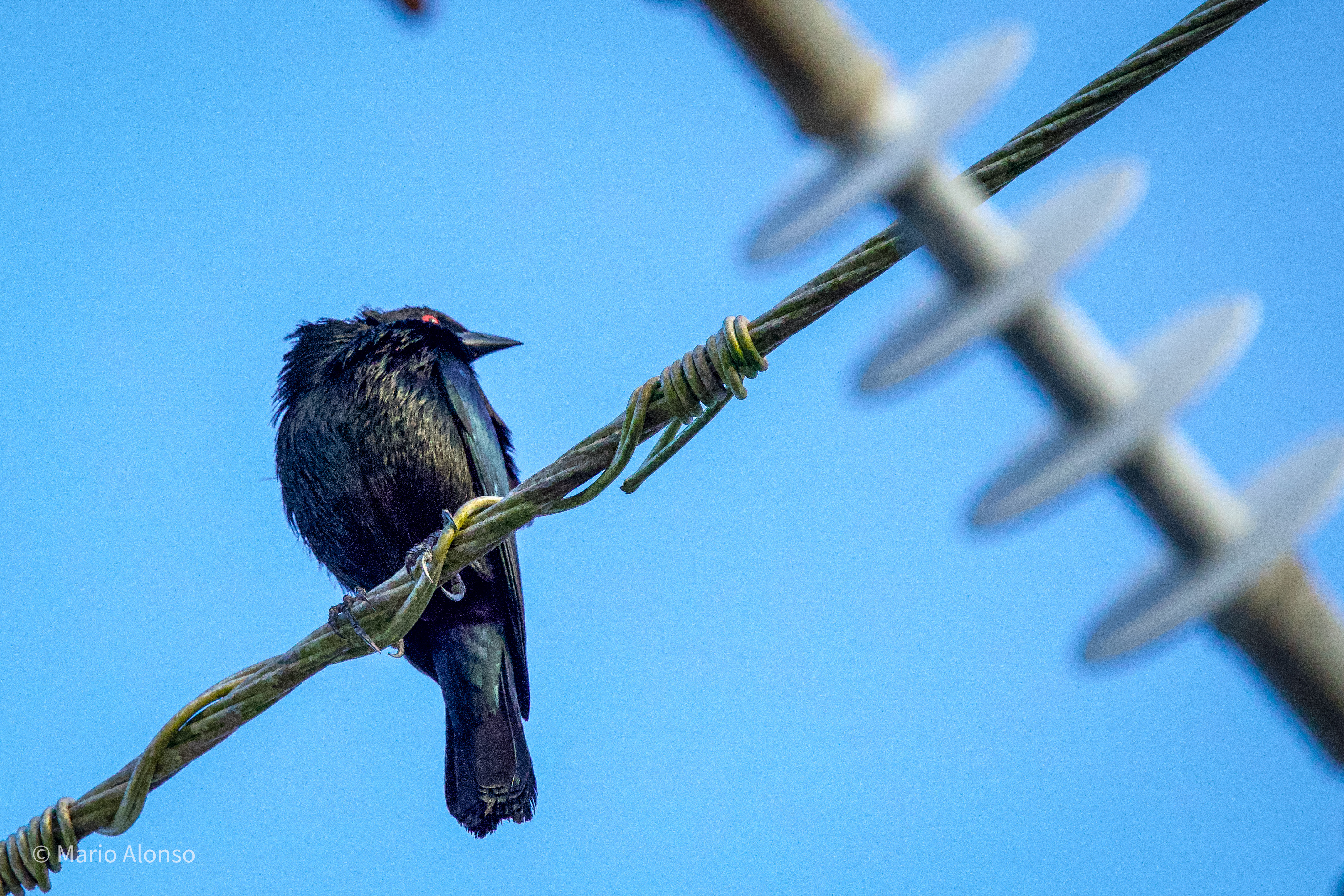 Bronzed Cowbird on Barbed Wire