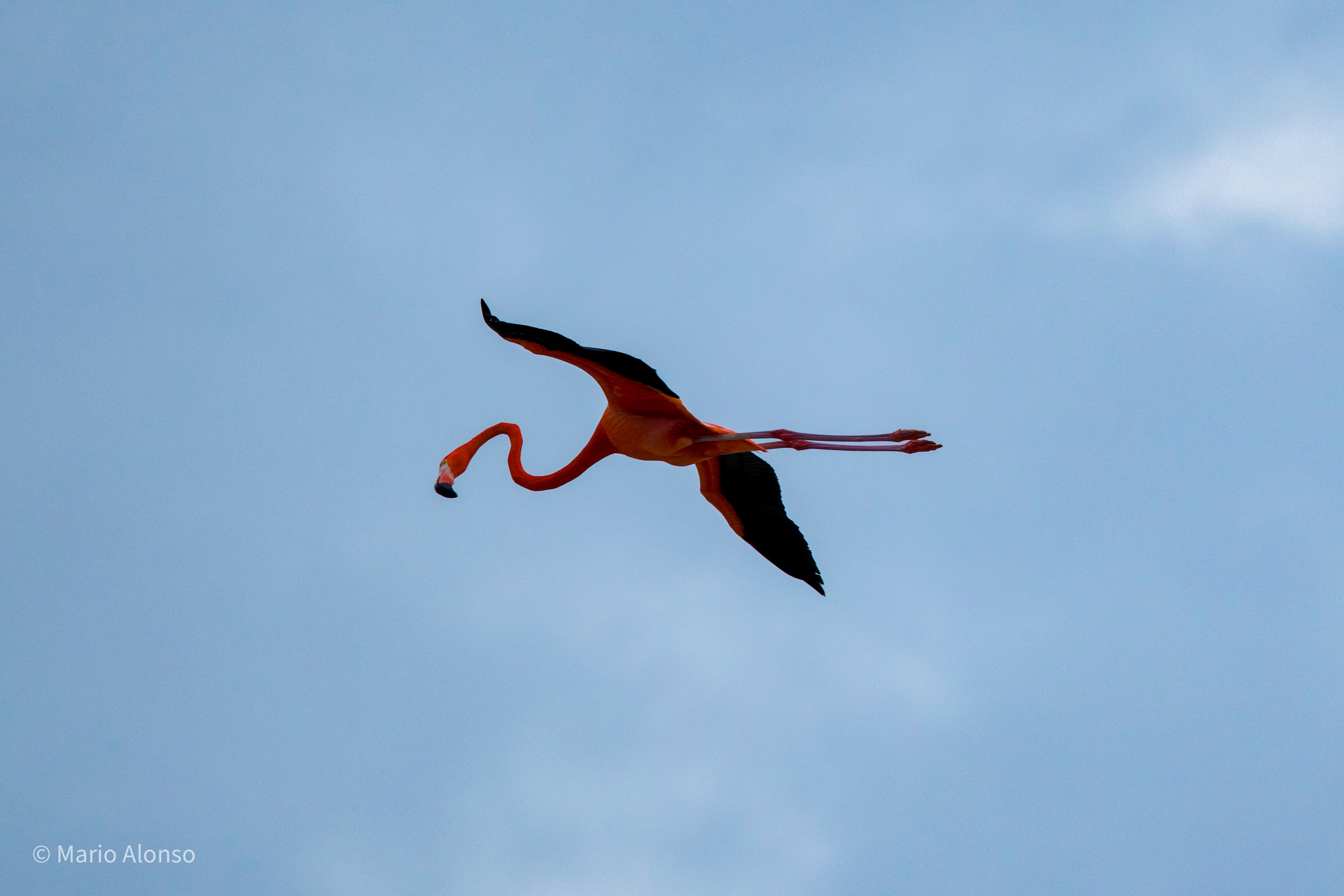 American Flamingo in flight
