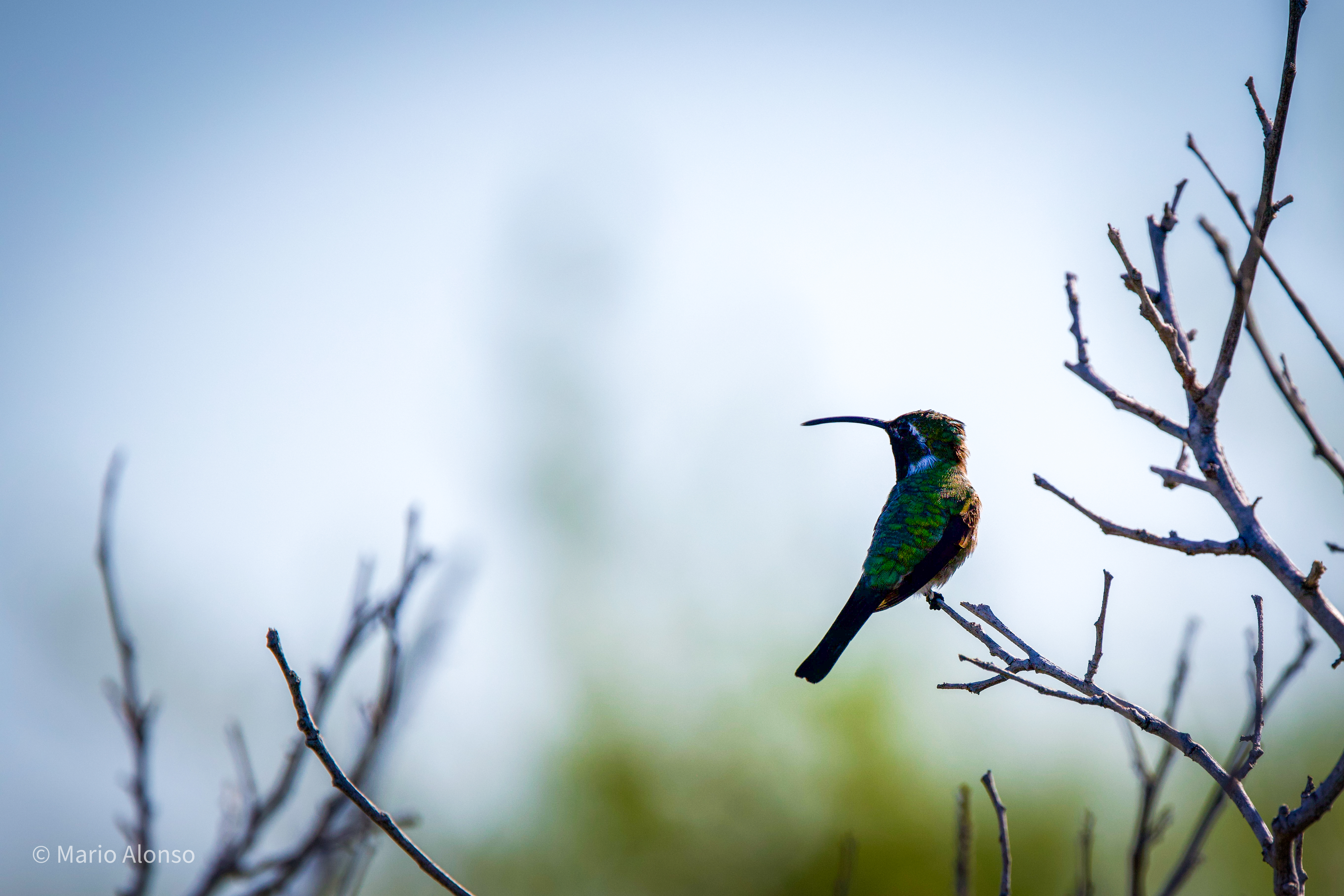 Mexican Sheartail back lit