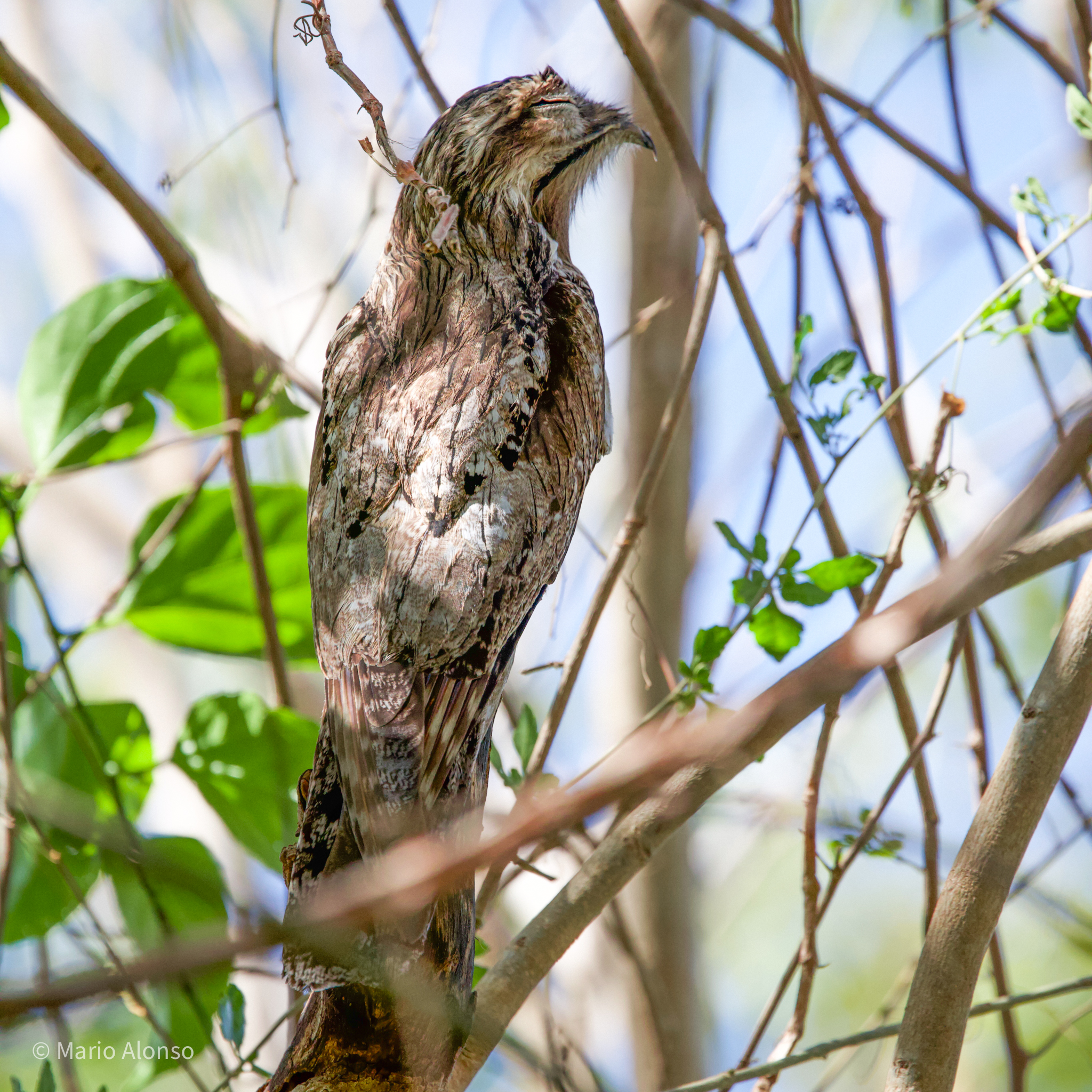 Northern Potoo or Pájaro Estaca (o fantasma)