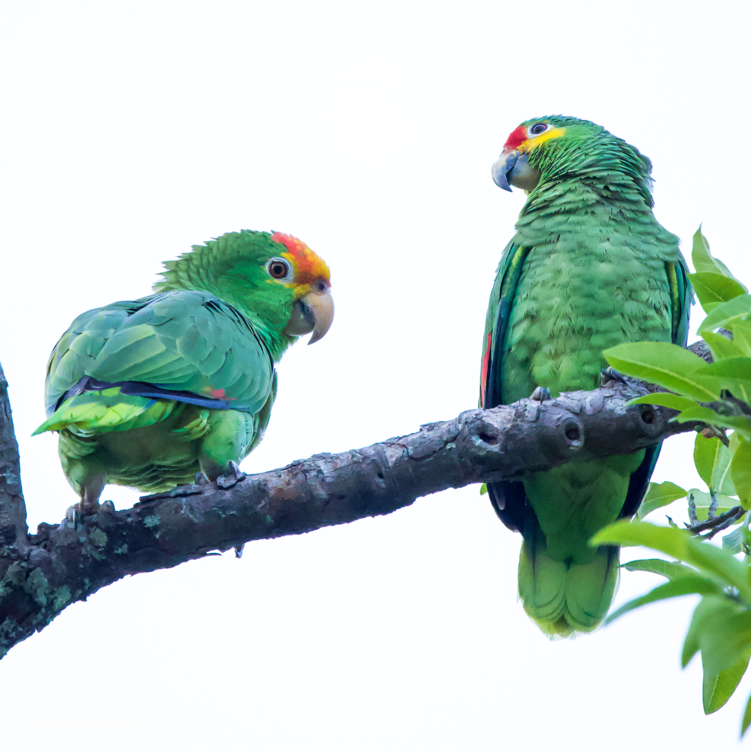 Red-lored Amazons chatting
