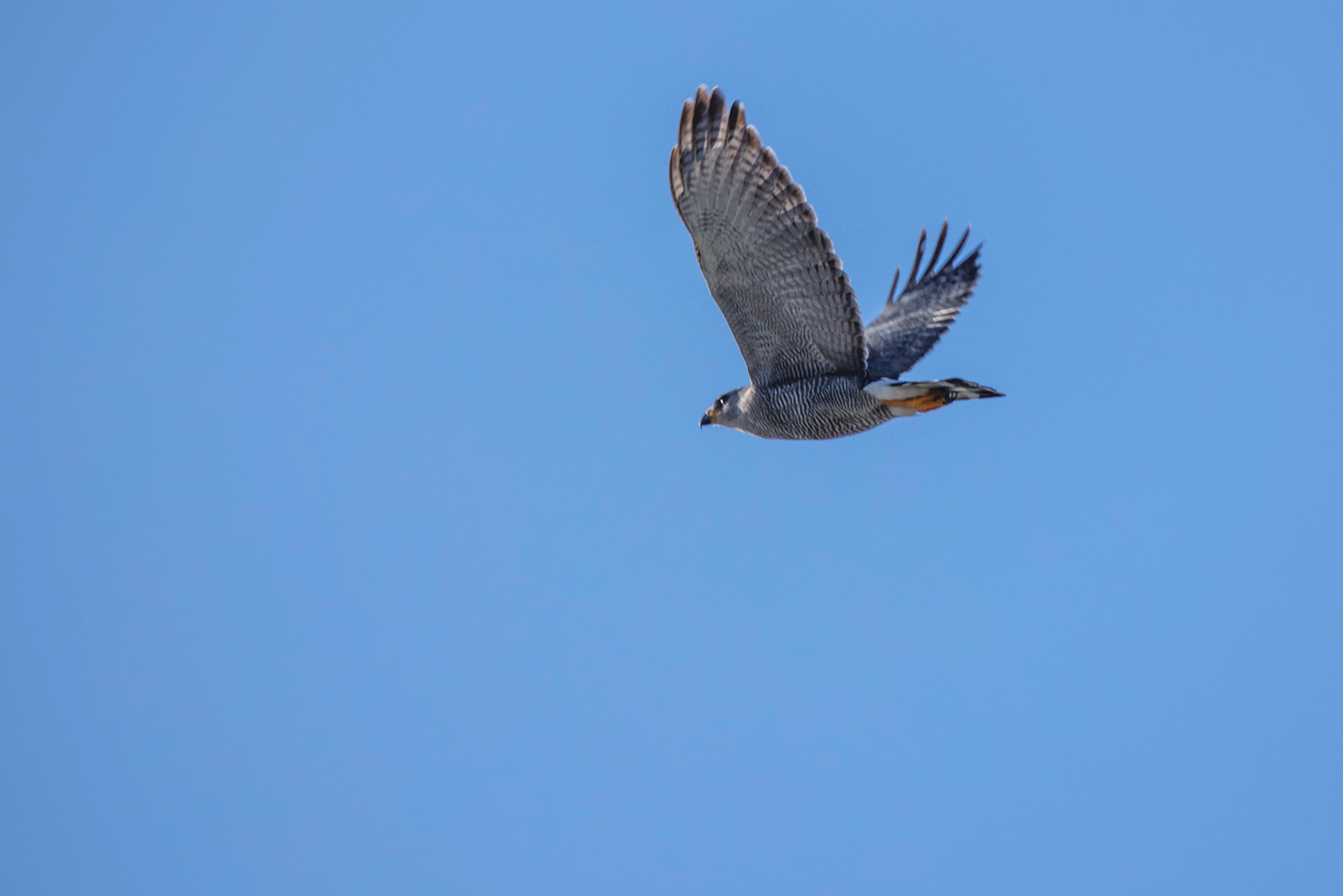 Gray hawk flying in Merida