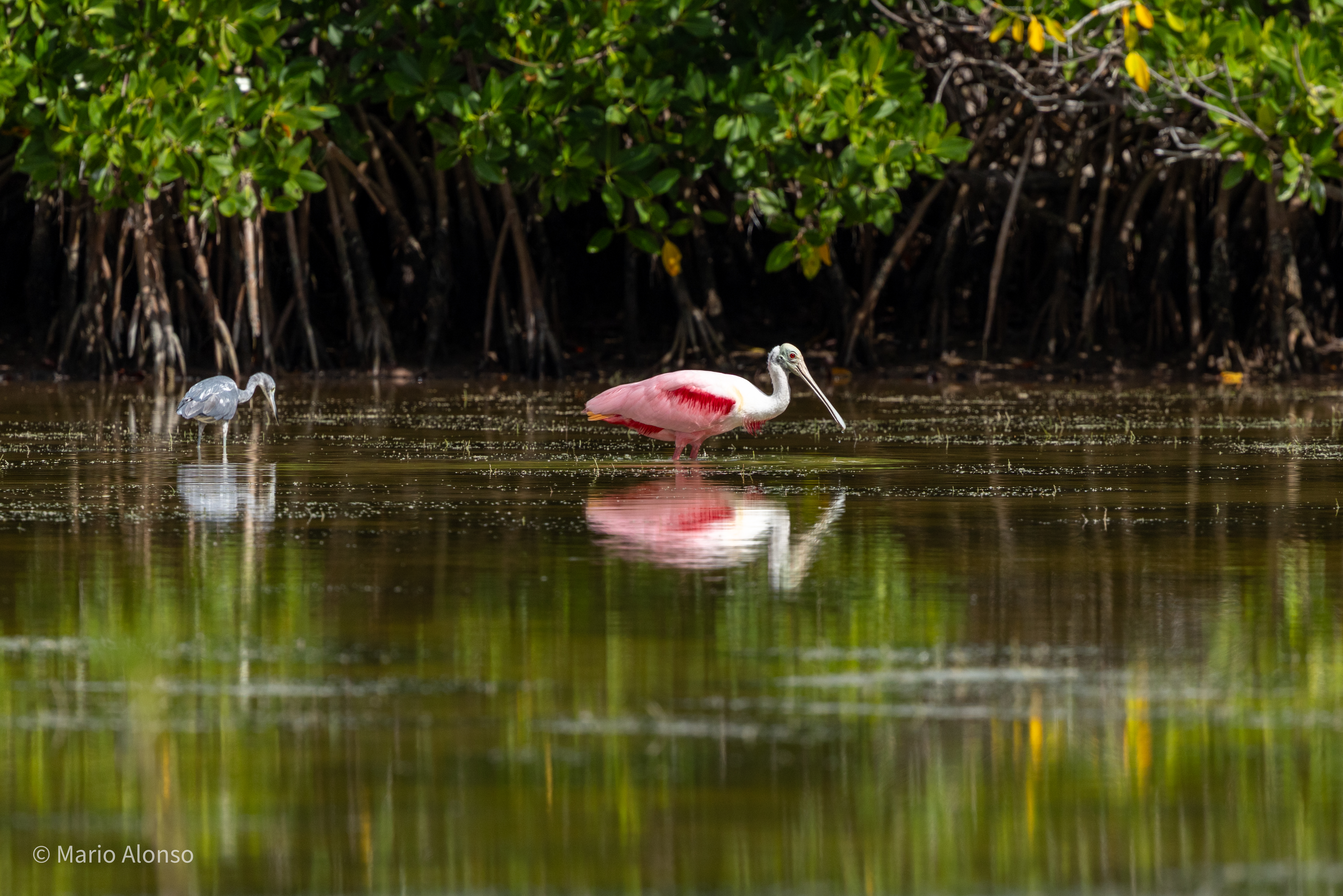 Roseate Spoonbill and Little Blue Heron in the Mangrove