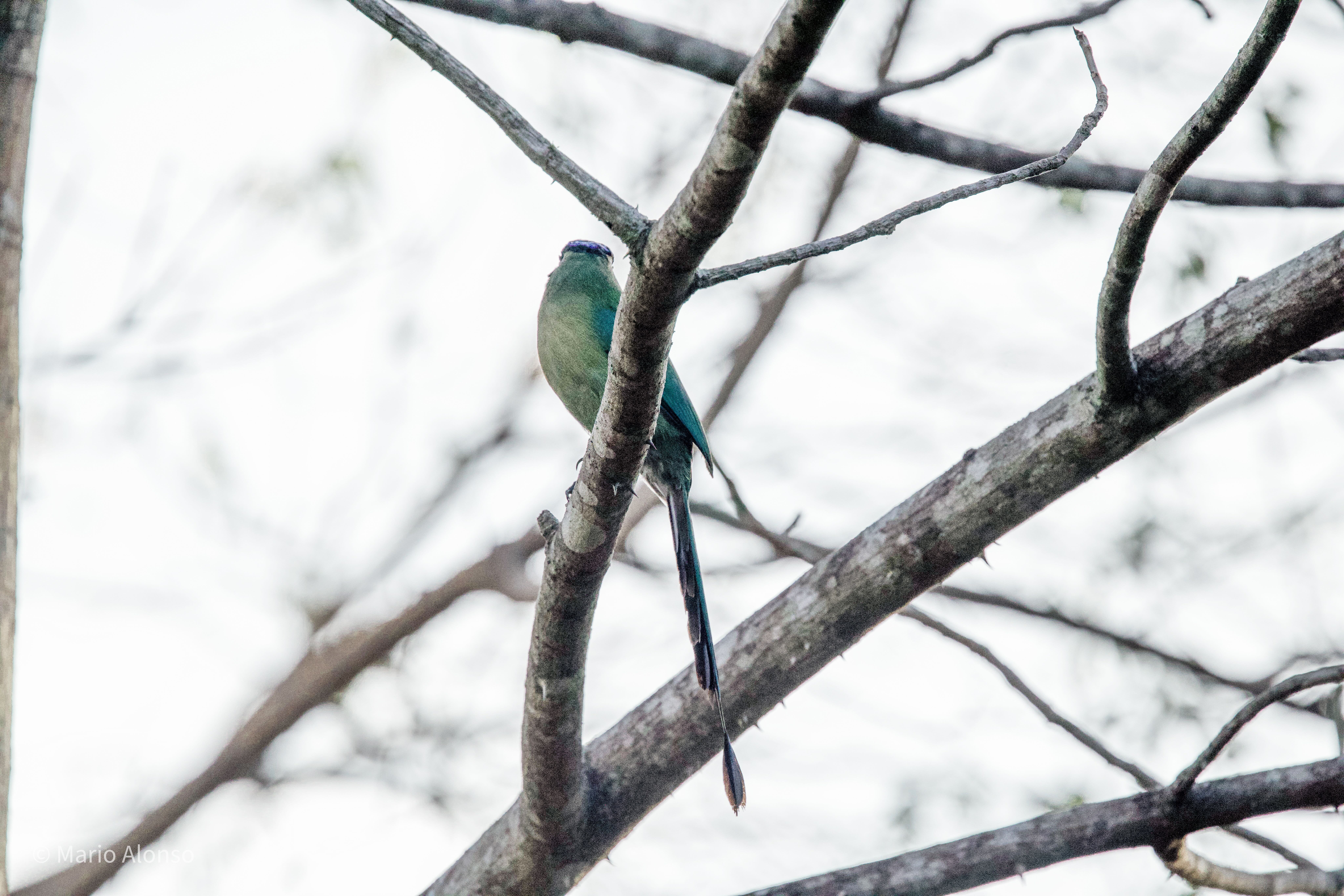 Lesson's Motmot in Forest Interior