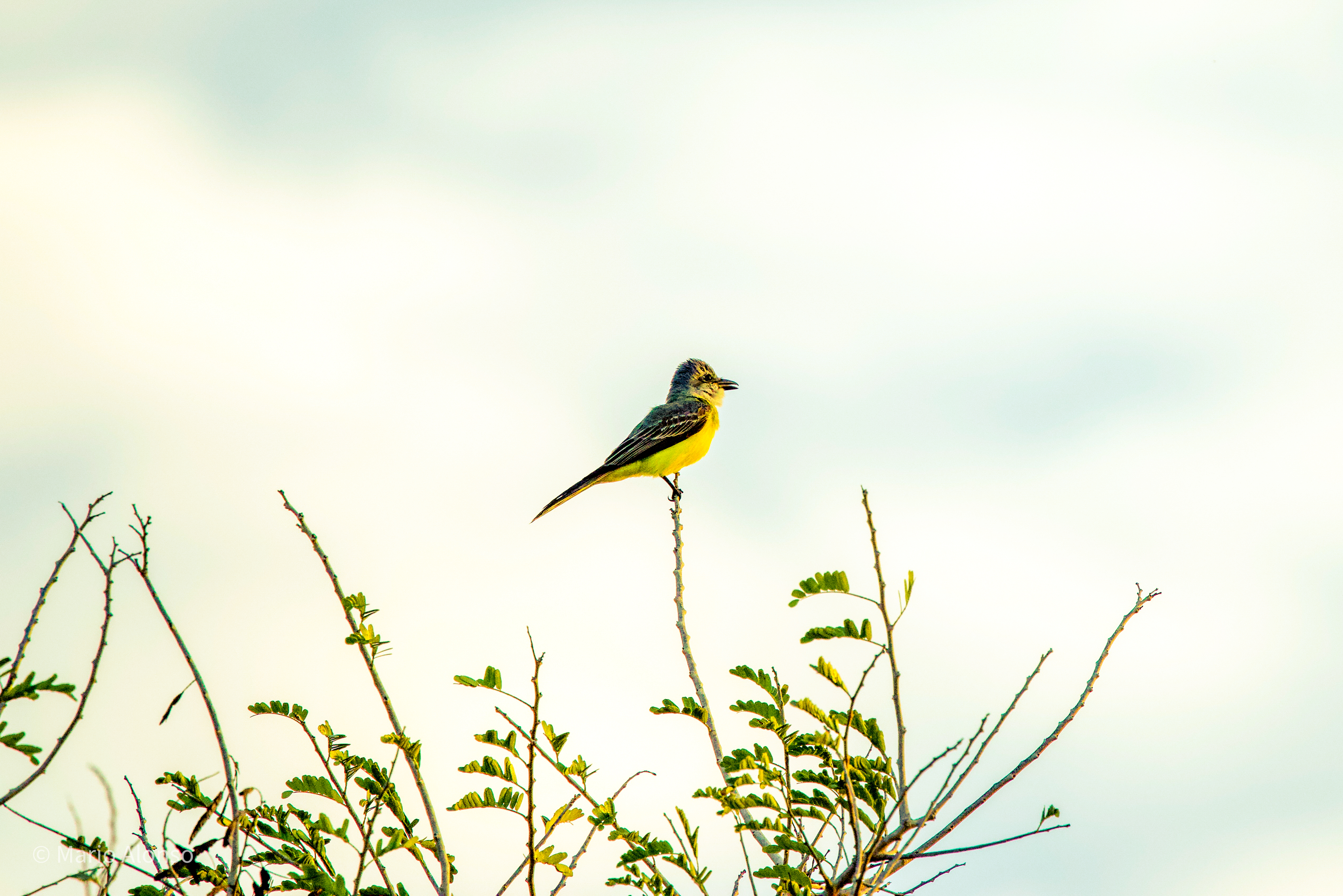 Tropical Kingbird at Parque La Plancha