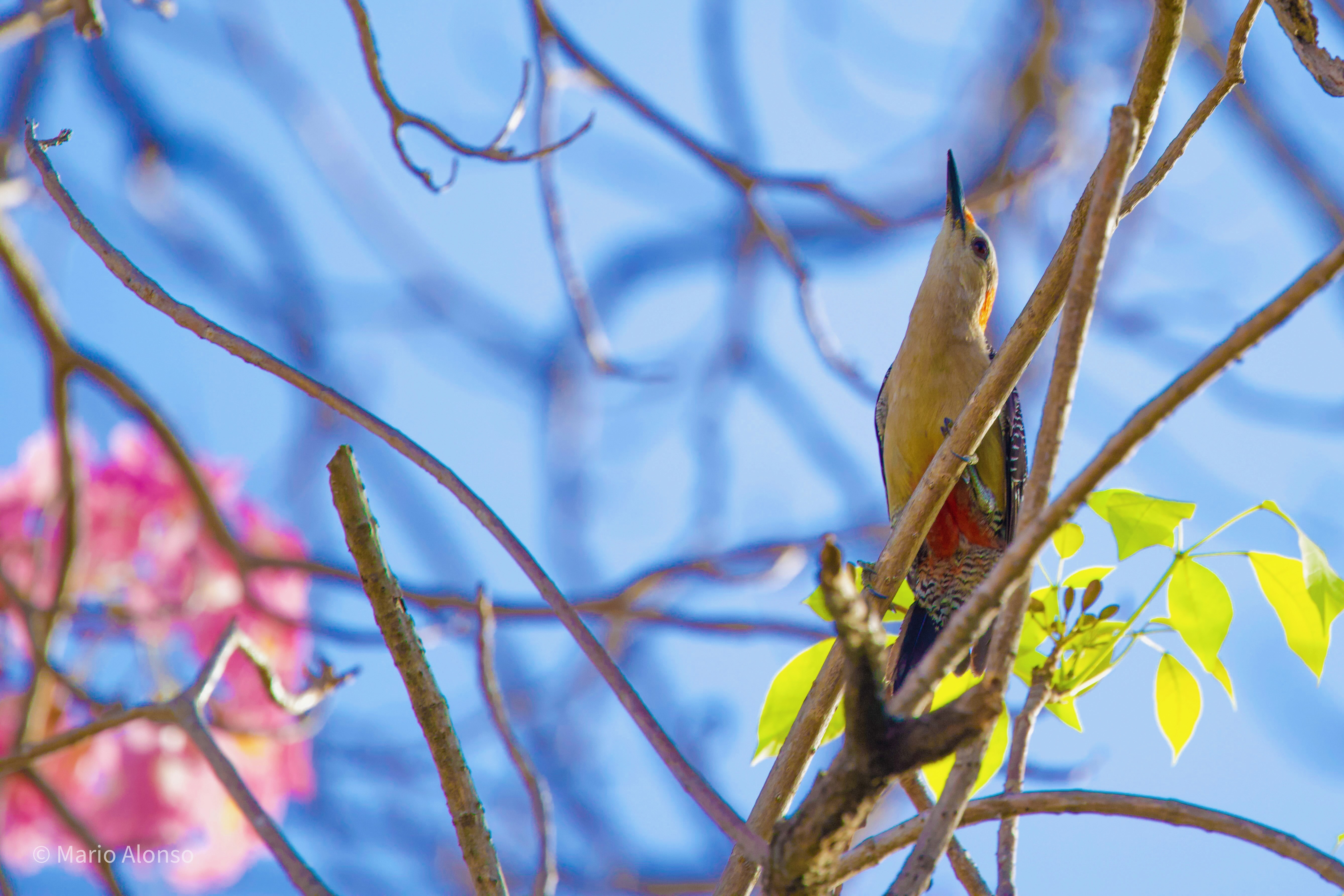 Yucatán Woodpecker showing it's red belly