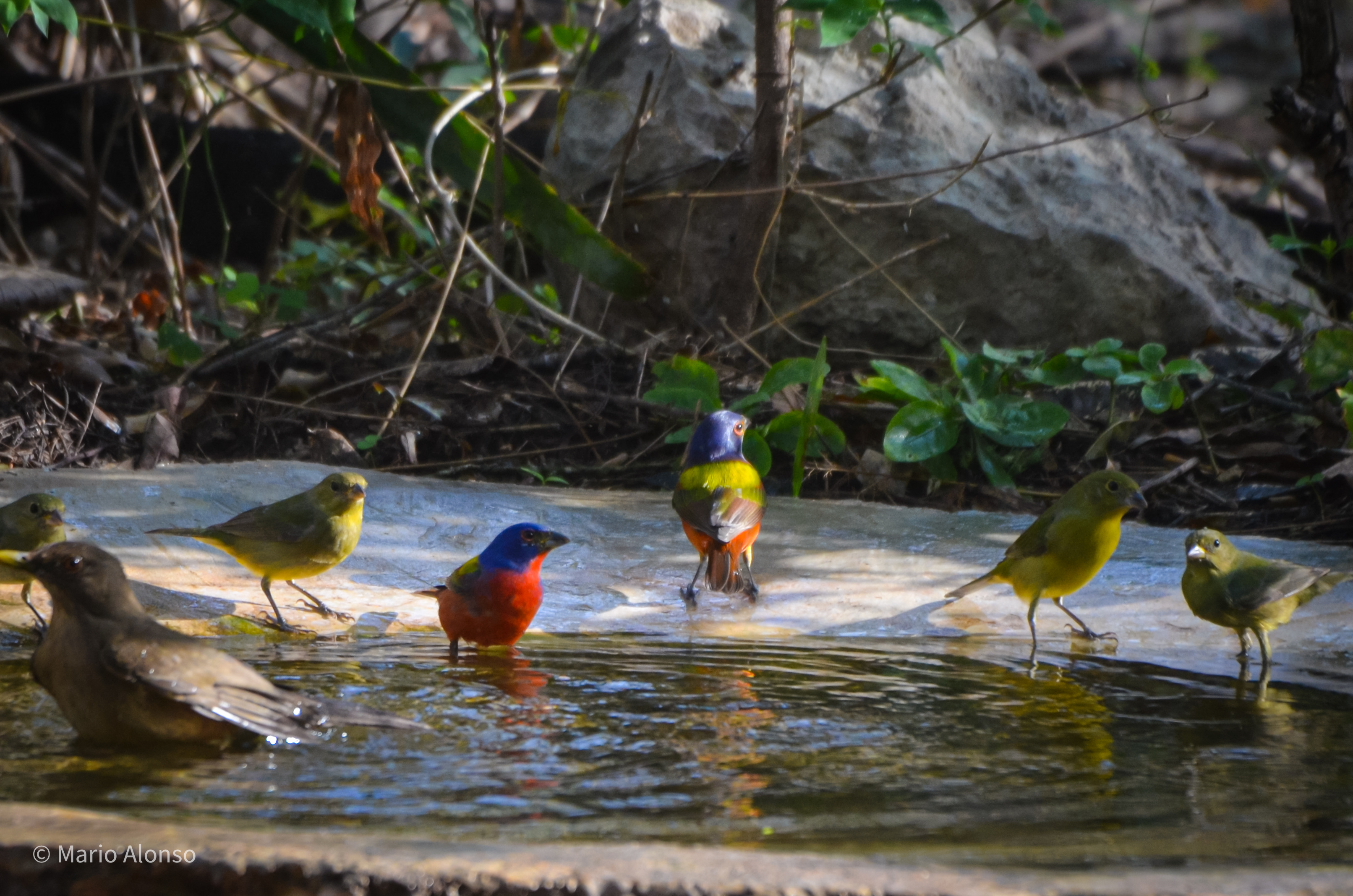 Painted Bunting front and back