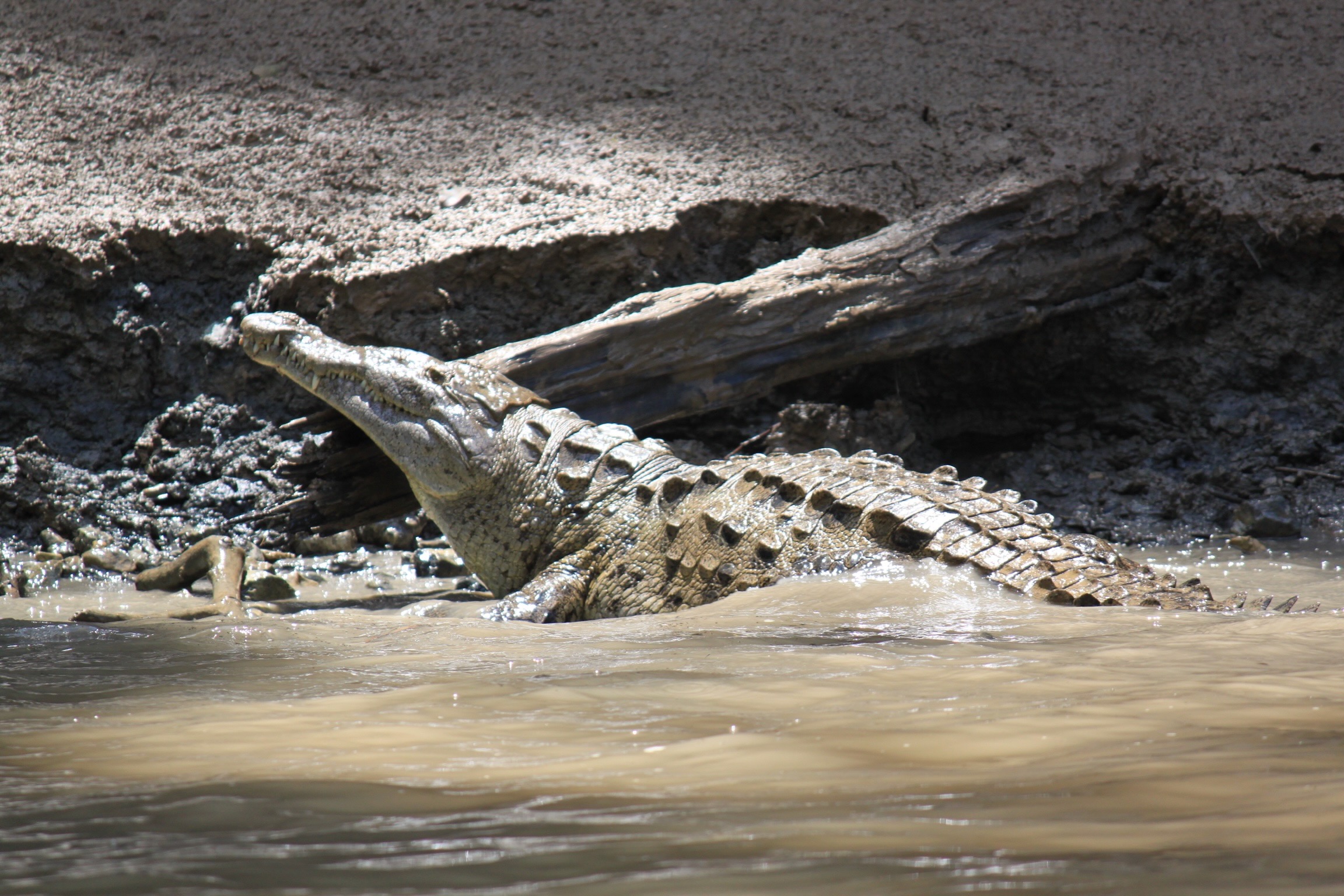 American Crocodile Hauling Out, Cañón del Sumidero