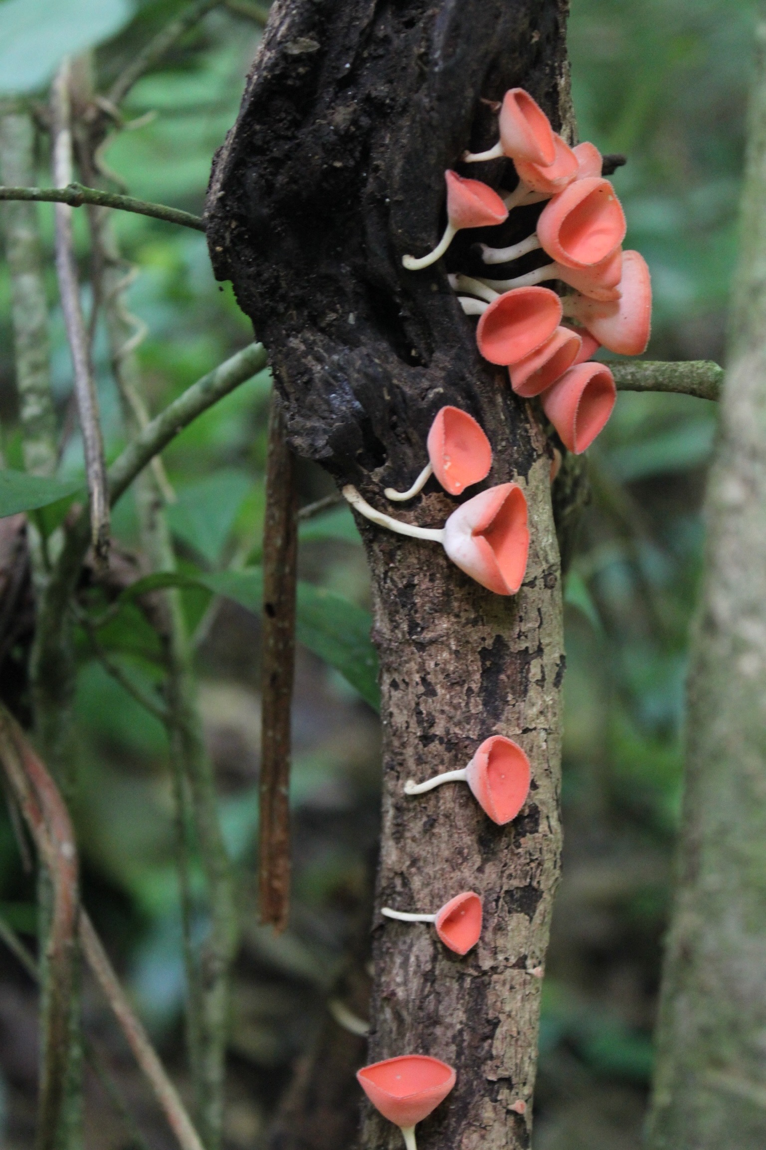 Pink Cup Fungi on Forest Tree, Palenque