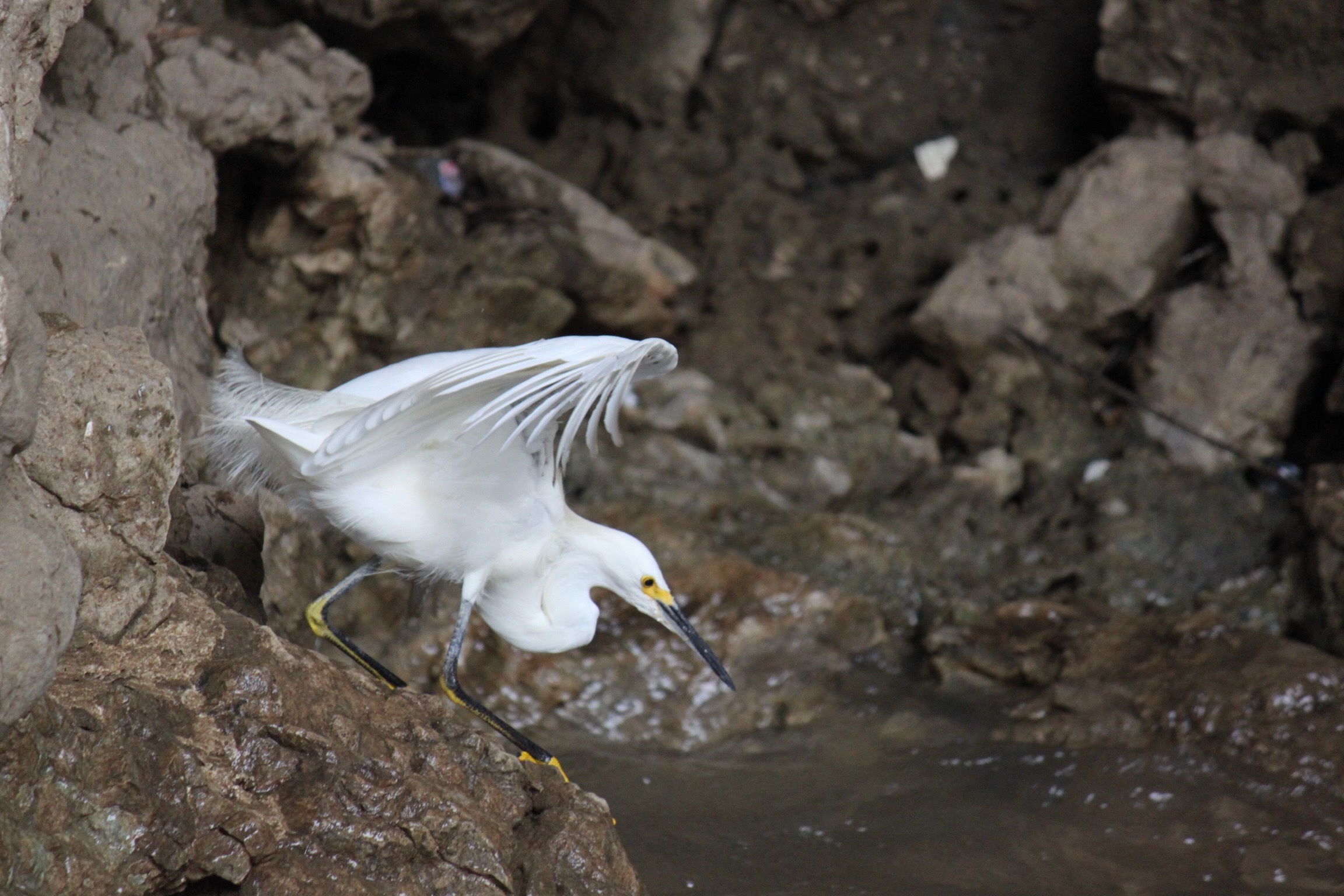 Snowy Egret Hunting on Canyon Rocks, Cañón del Sumidero