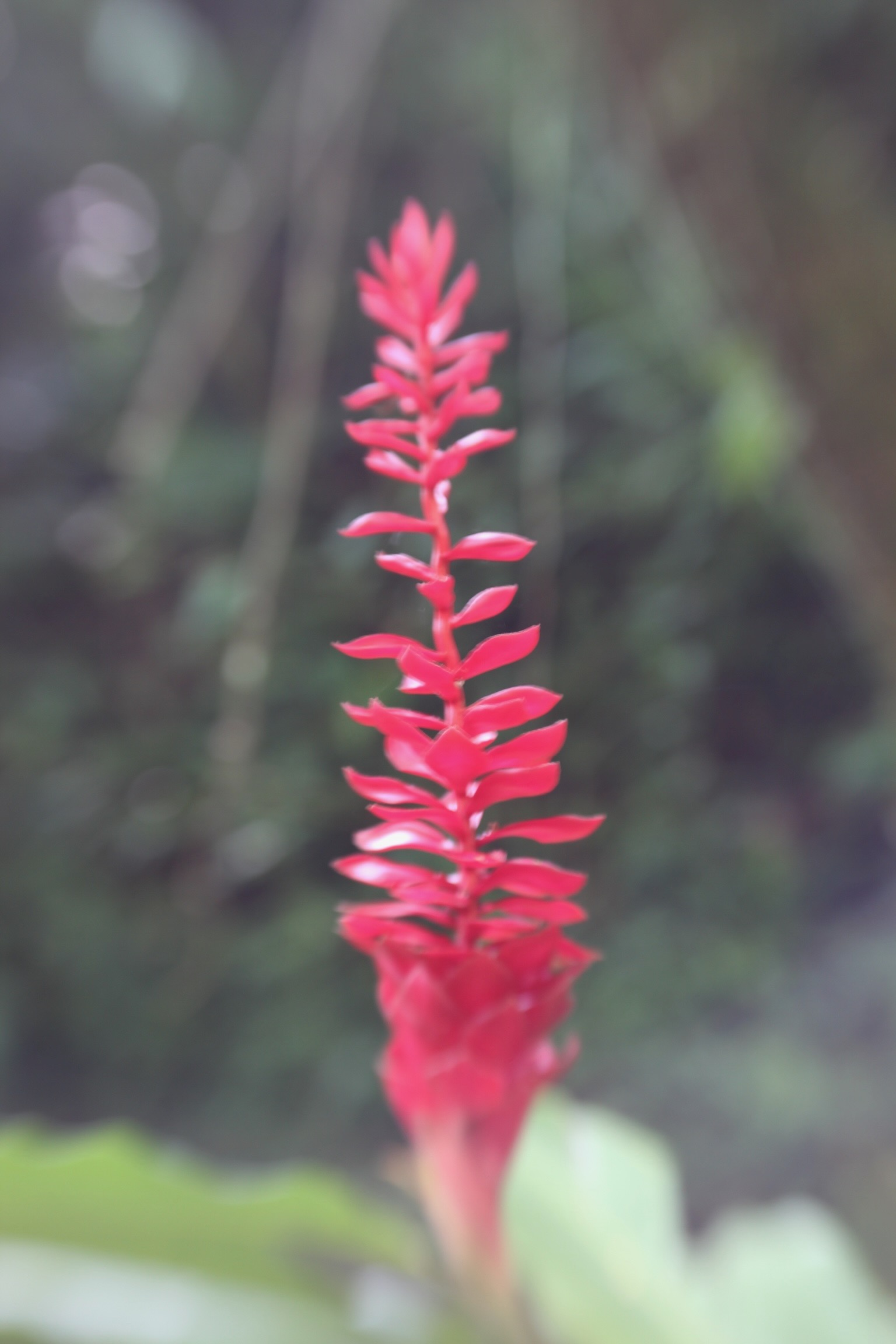 Red Bromeliad Inflorescence, Lagunas de Montebello