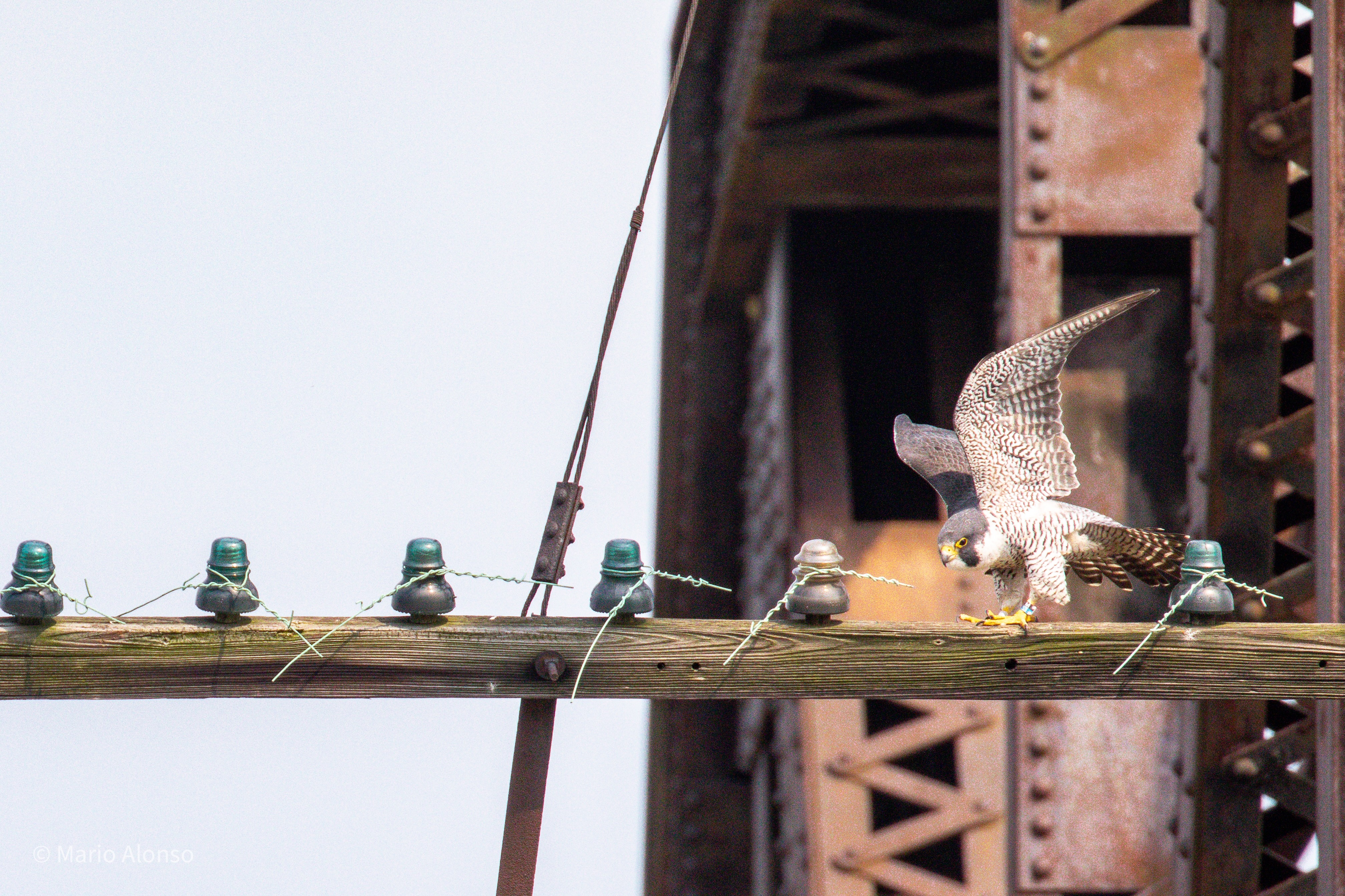 Peregrine Falcon Landing on Rail Bridge, Hamilton, Ohio