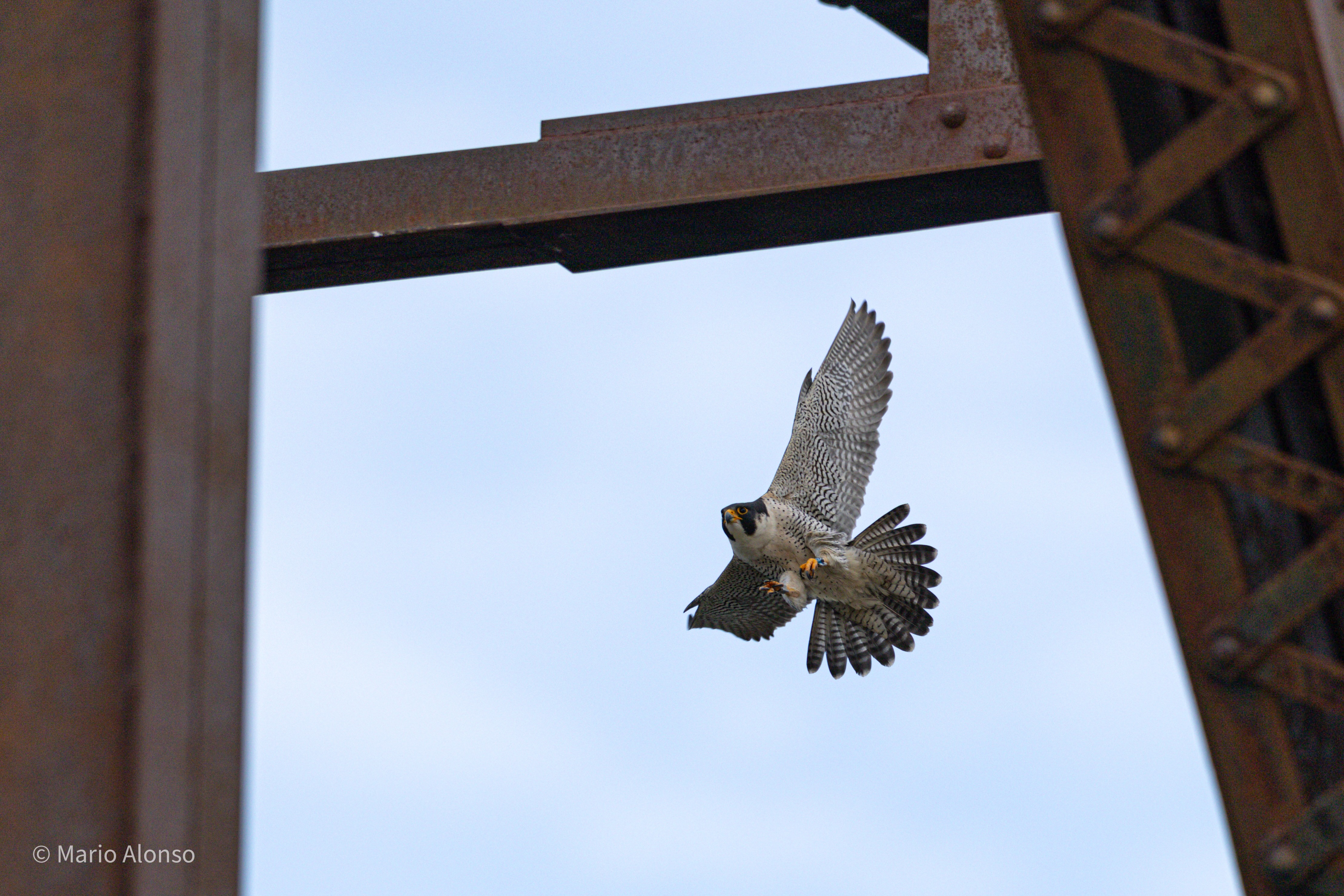 Peregrine Falcon in Flight Under Rail Bridge, Hamilton, Ohio
