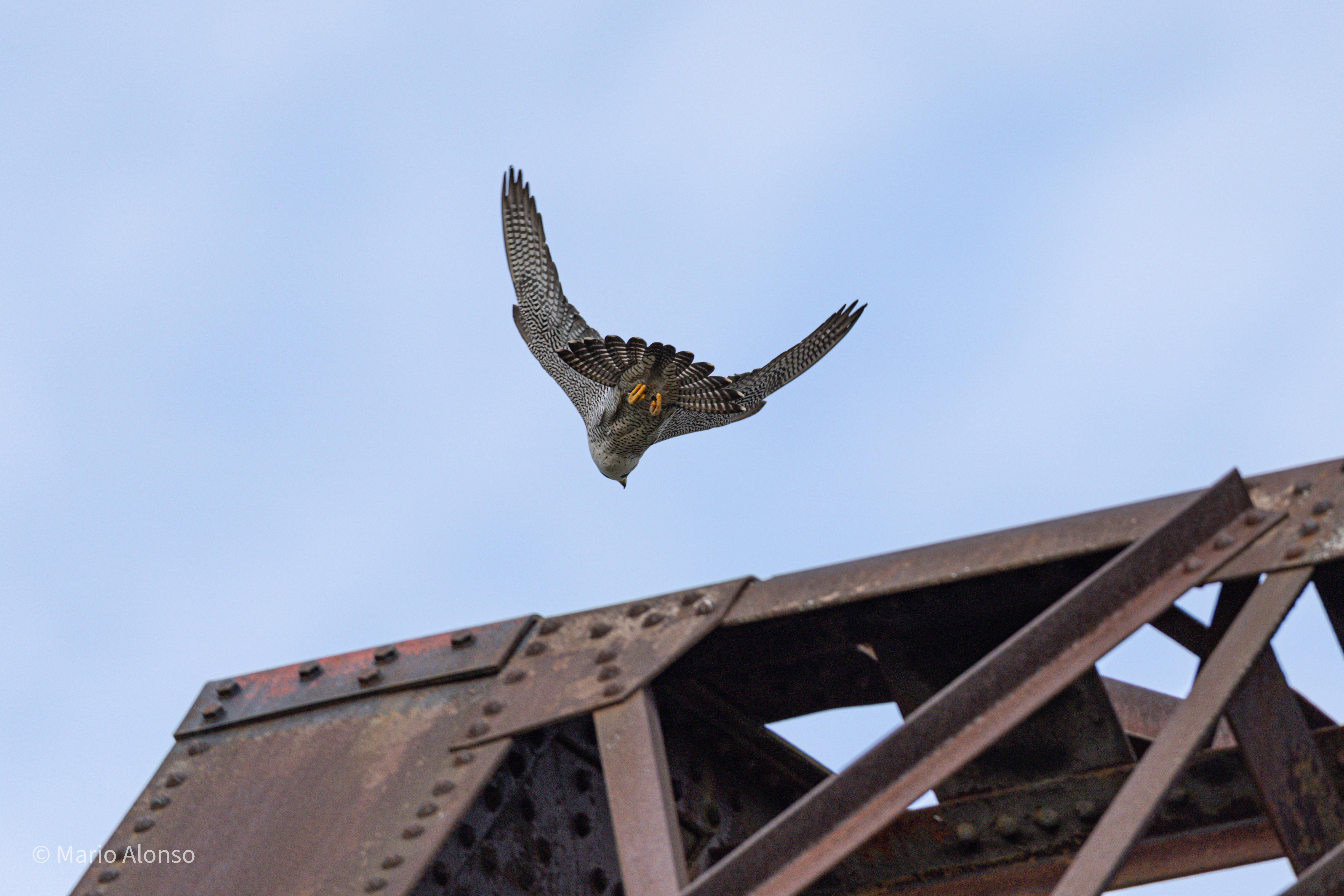 Peregrine Falcon Launching from Rail Bridge, Hamilton, Ohio