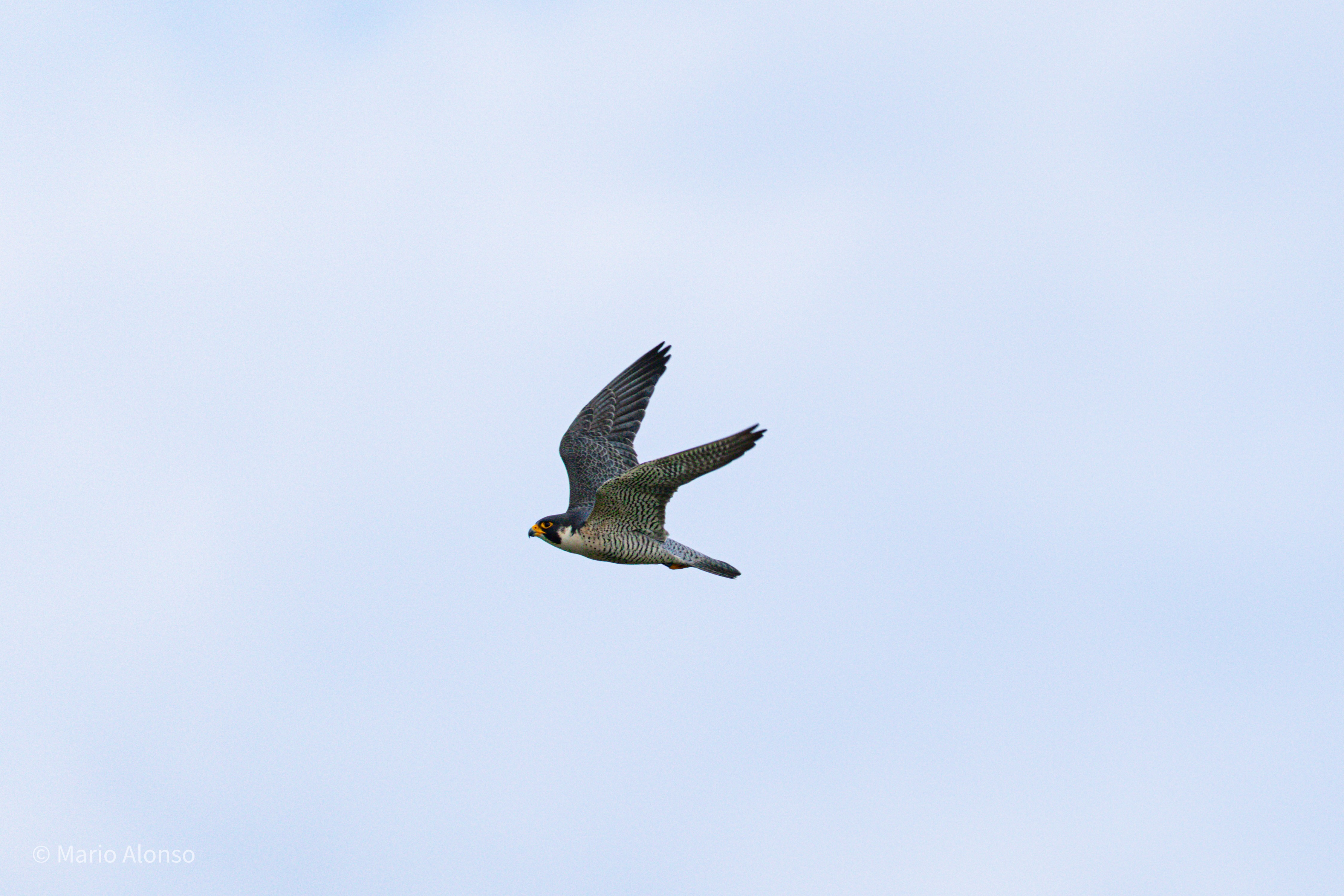 Peregrine Falcon in Level Flight, Hamilton, Ohio
