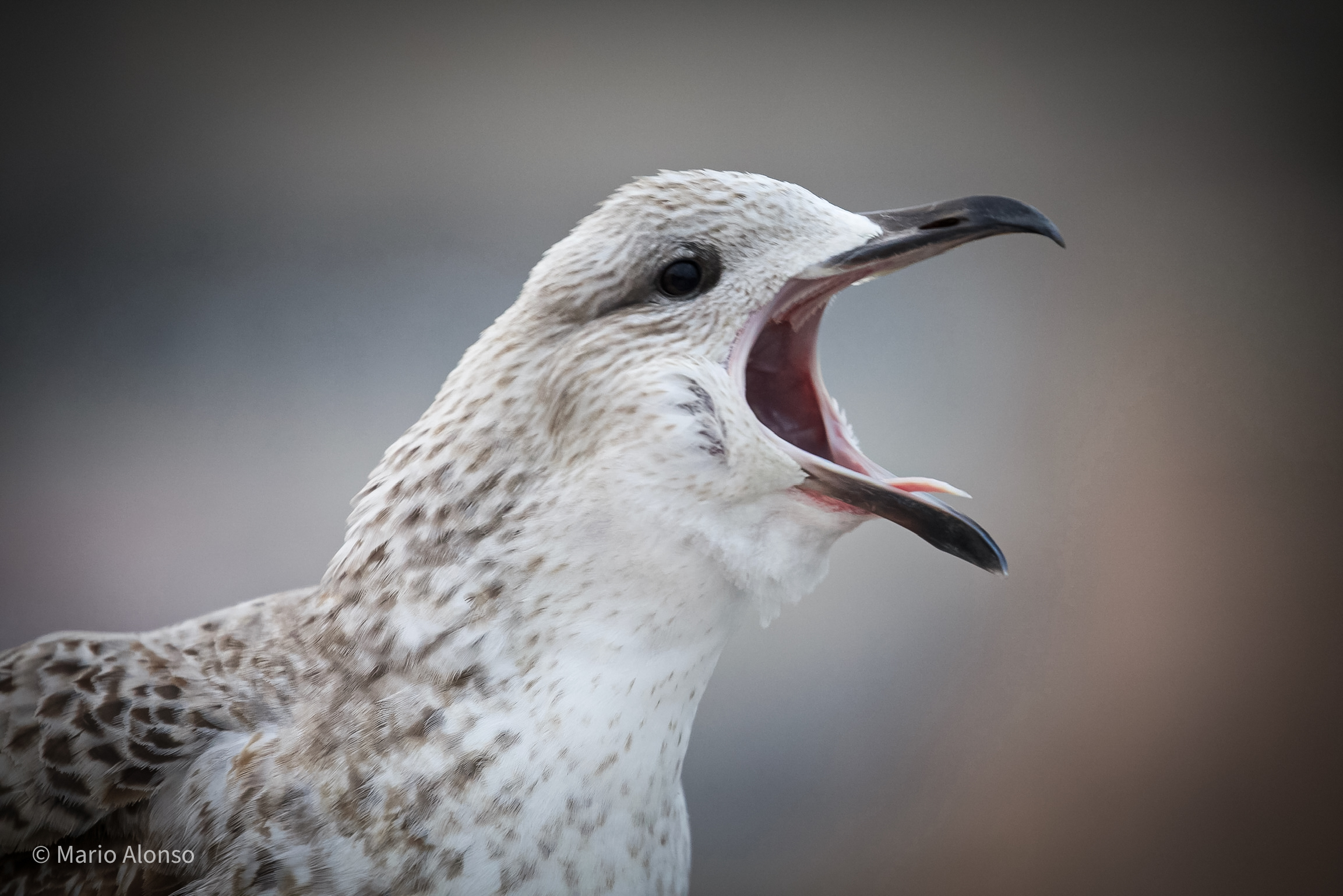 Juvenile Yellow-legged Gull Calling, Marseille