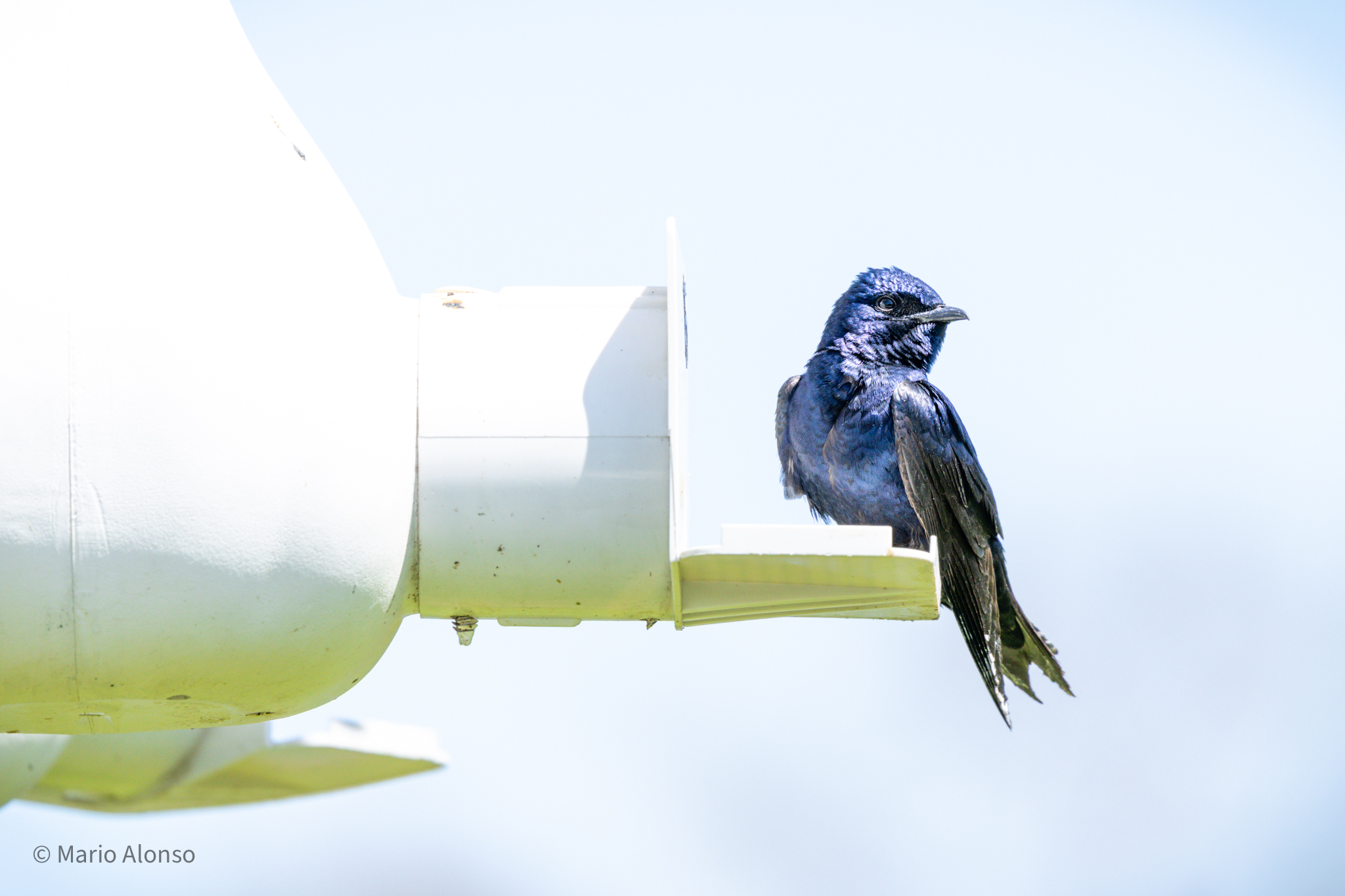Purple Martin on Nest Structure, Ottawa National Wildlife Refuge, Ohio