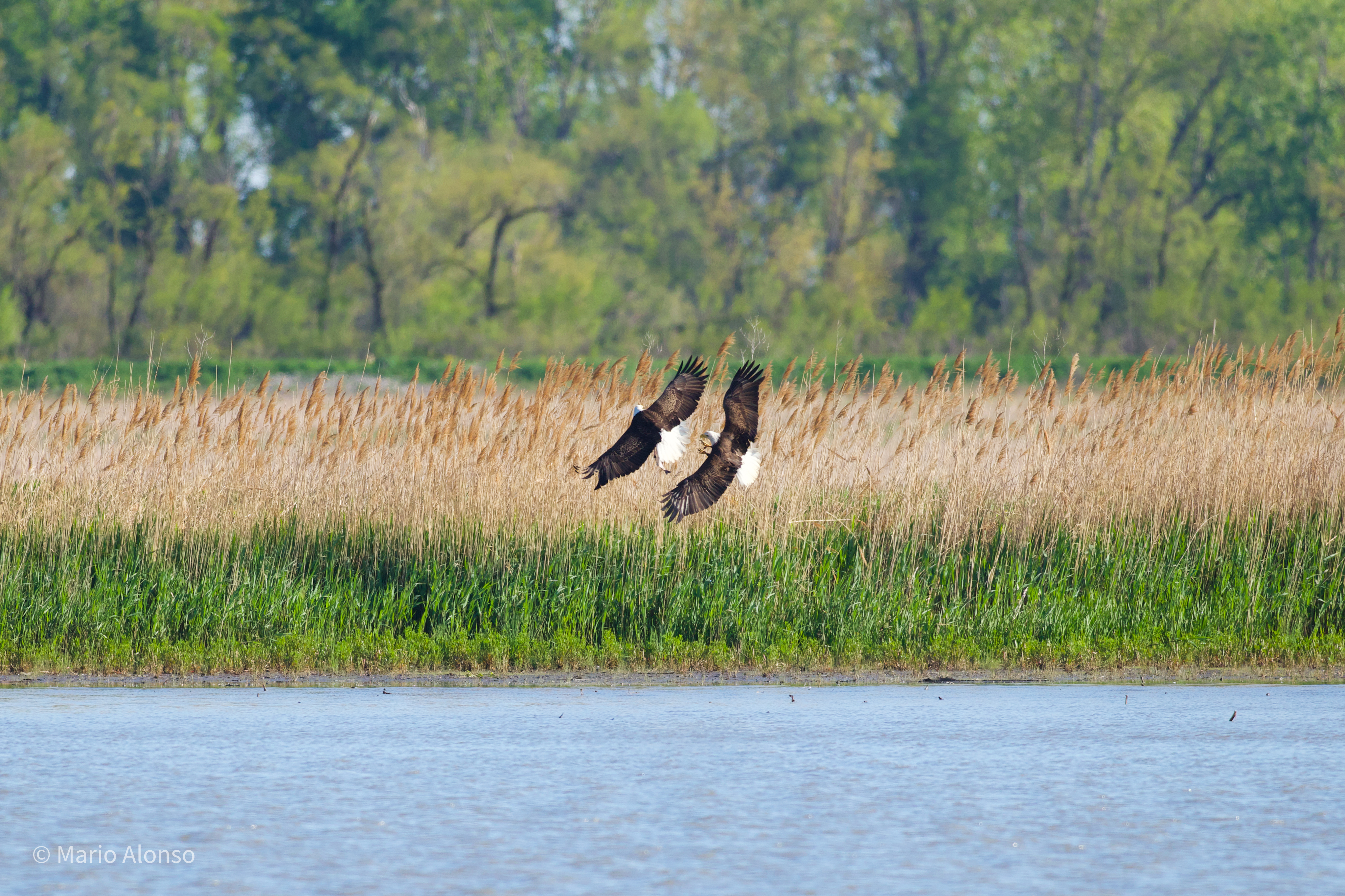 Bald Eagle Fish Theft Attempt, Ottawa National Wildlife Refuge, Ohio