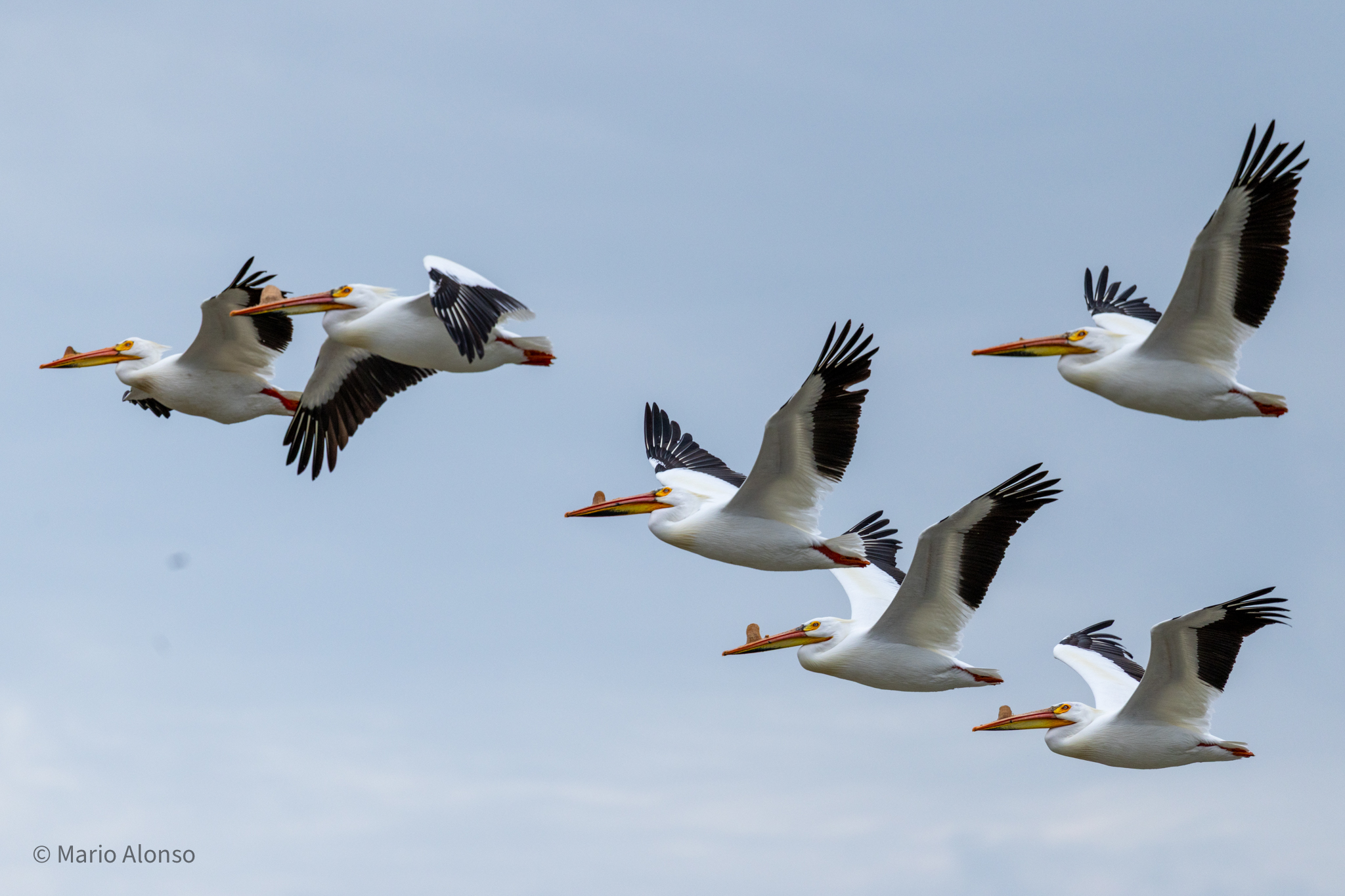 American White Pelicans in Flight, Ottawa National Wildlife Refuge, Ohio
