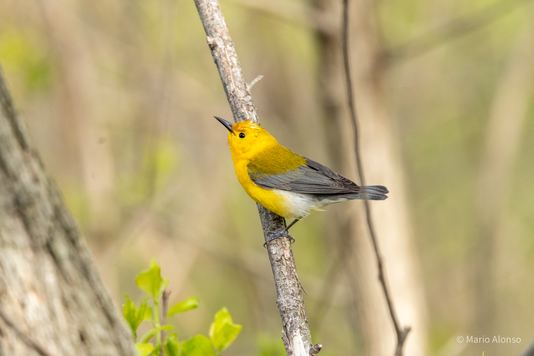 Prothonotary Warbler Singing, Magee Marsh, Ohio