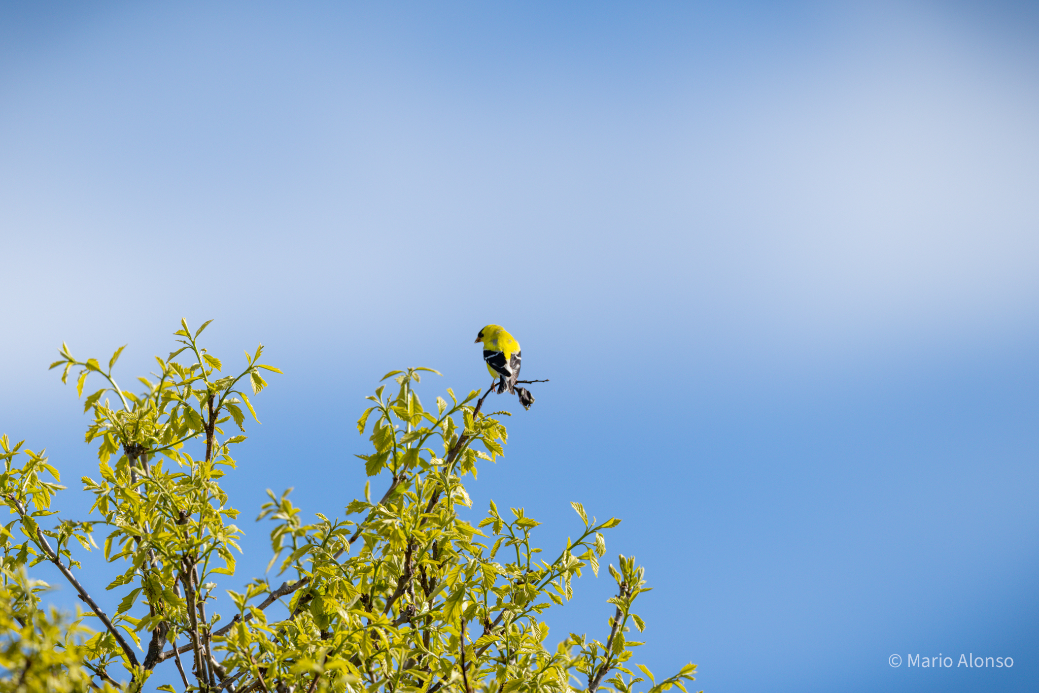 American Goldfinch at Treetop, Ottawa National Wildlife Refuge, Ohio