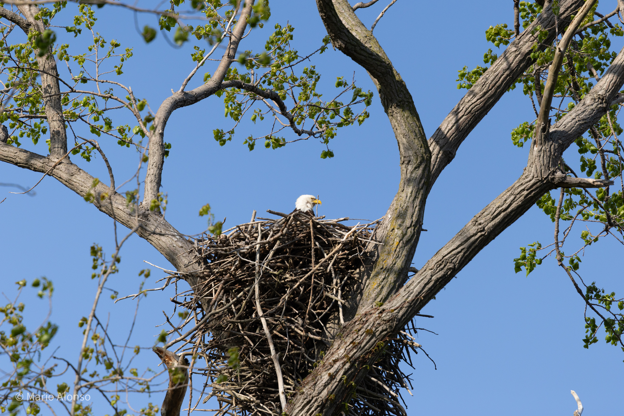 Bald Eagle on Nest, Magee Marsh, Ohio