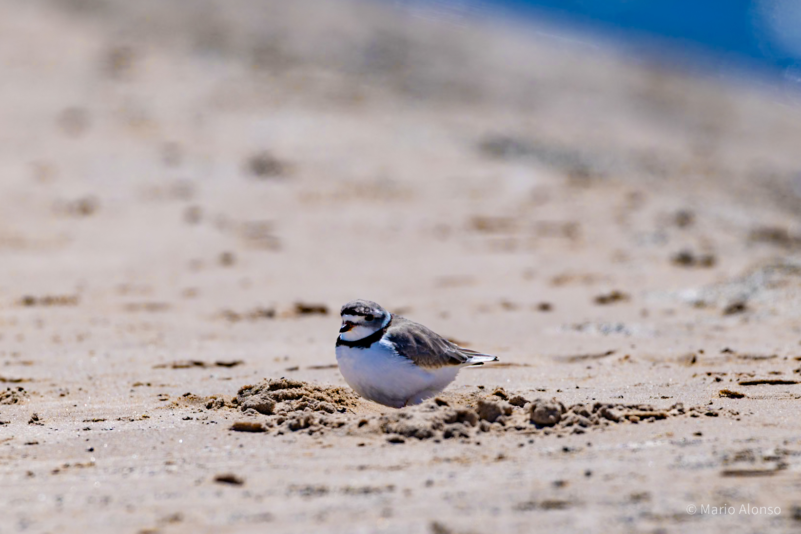 Piping Plover Near the Nest Scrape, Fisherman Island
