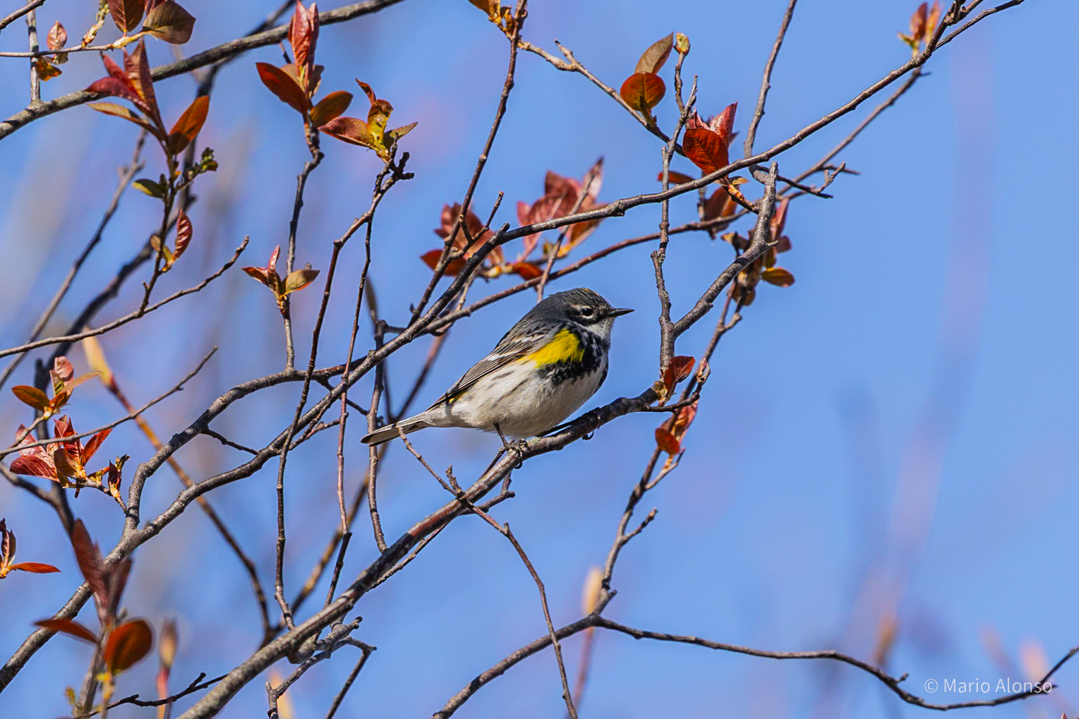 Yellow-rumped Warbler, Fisherman Island Nature Trail