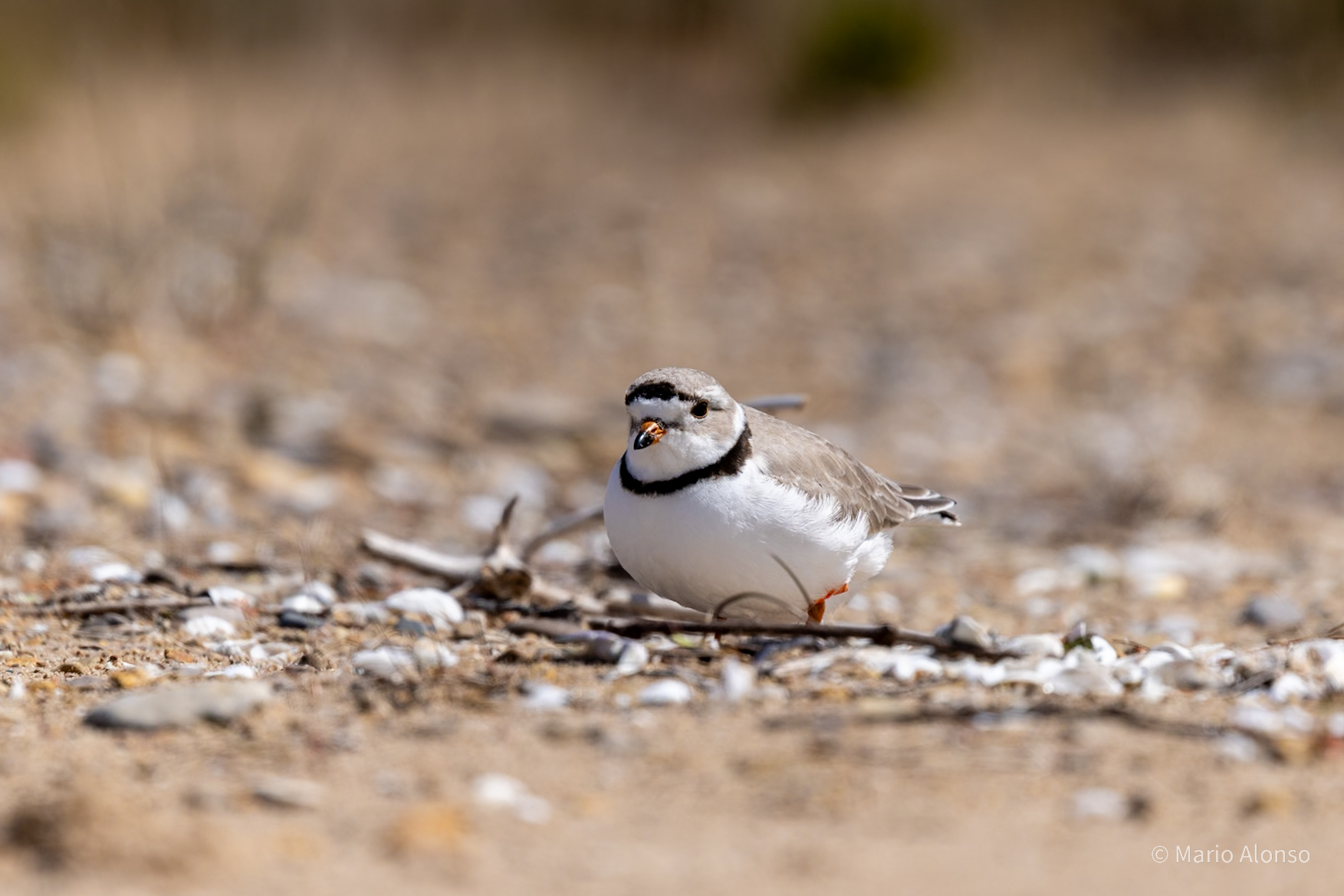 Piping Plover, Face to Face