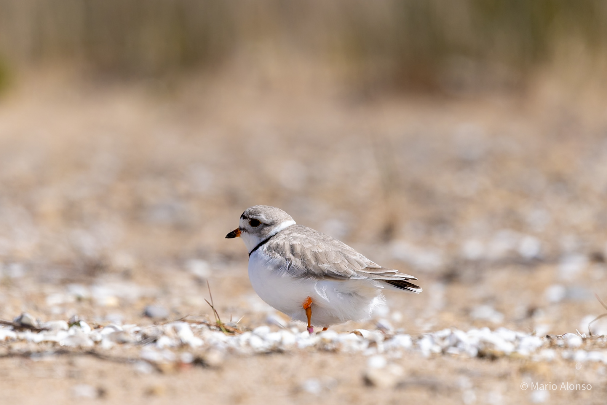 Piping Plover at Fisherman Island, Lake Michigan