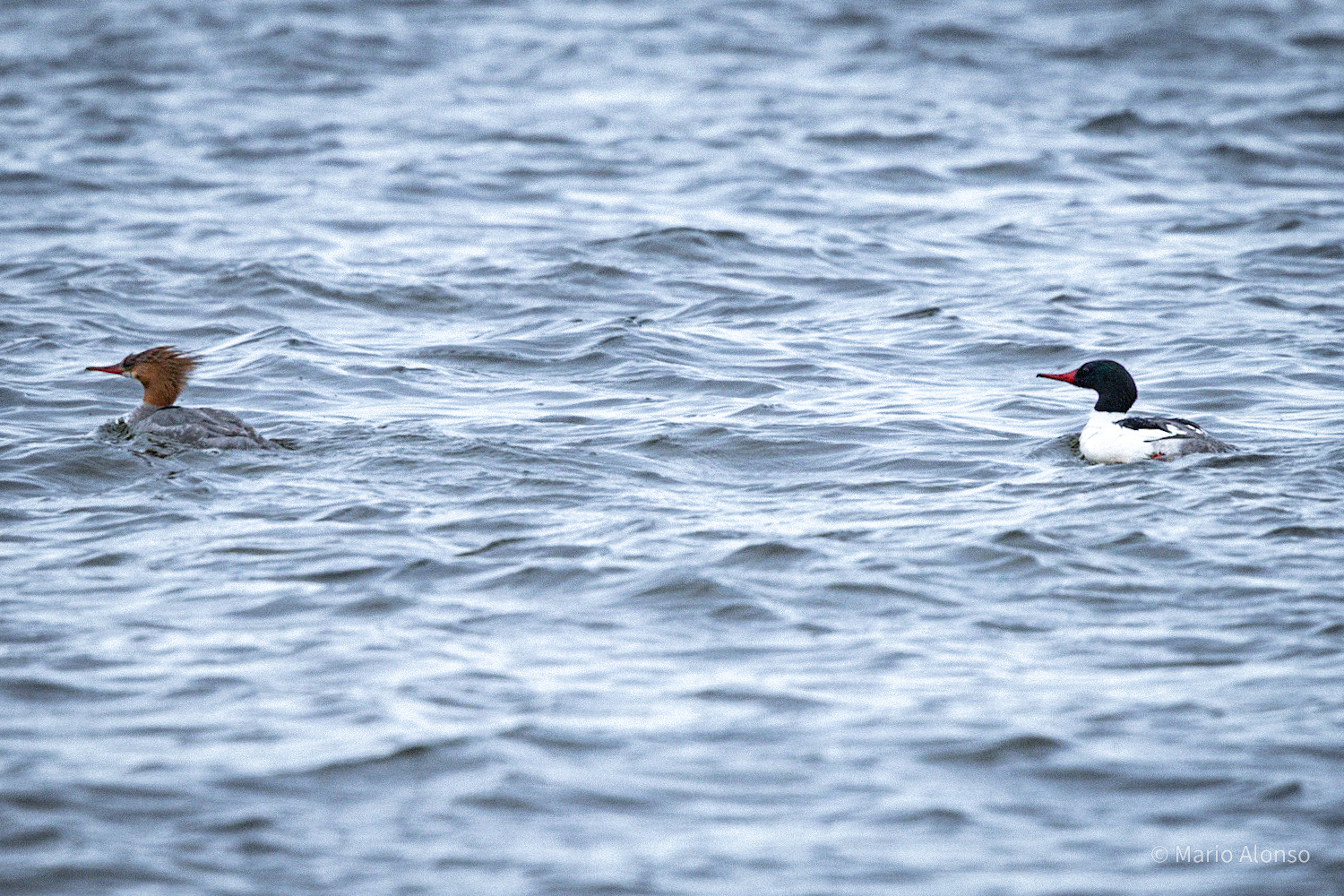 Common Merganser Pair, Lake Michigan