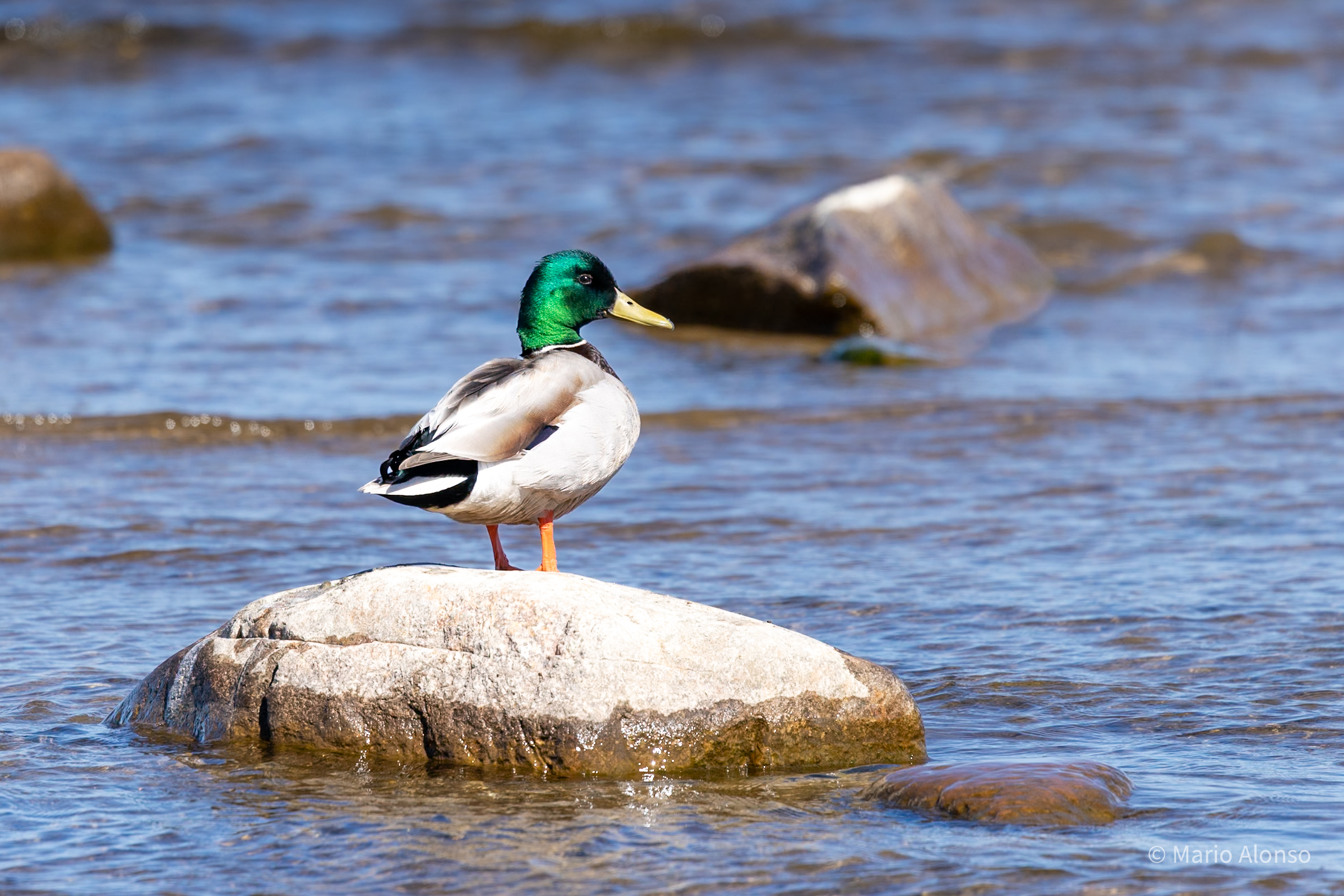 Mallard Drake, Fisherman Island