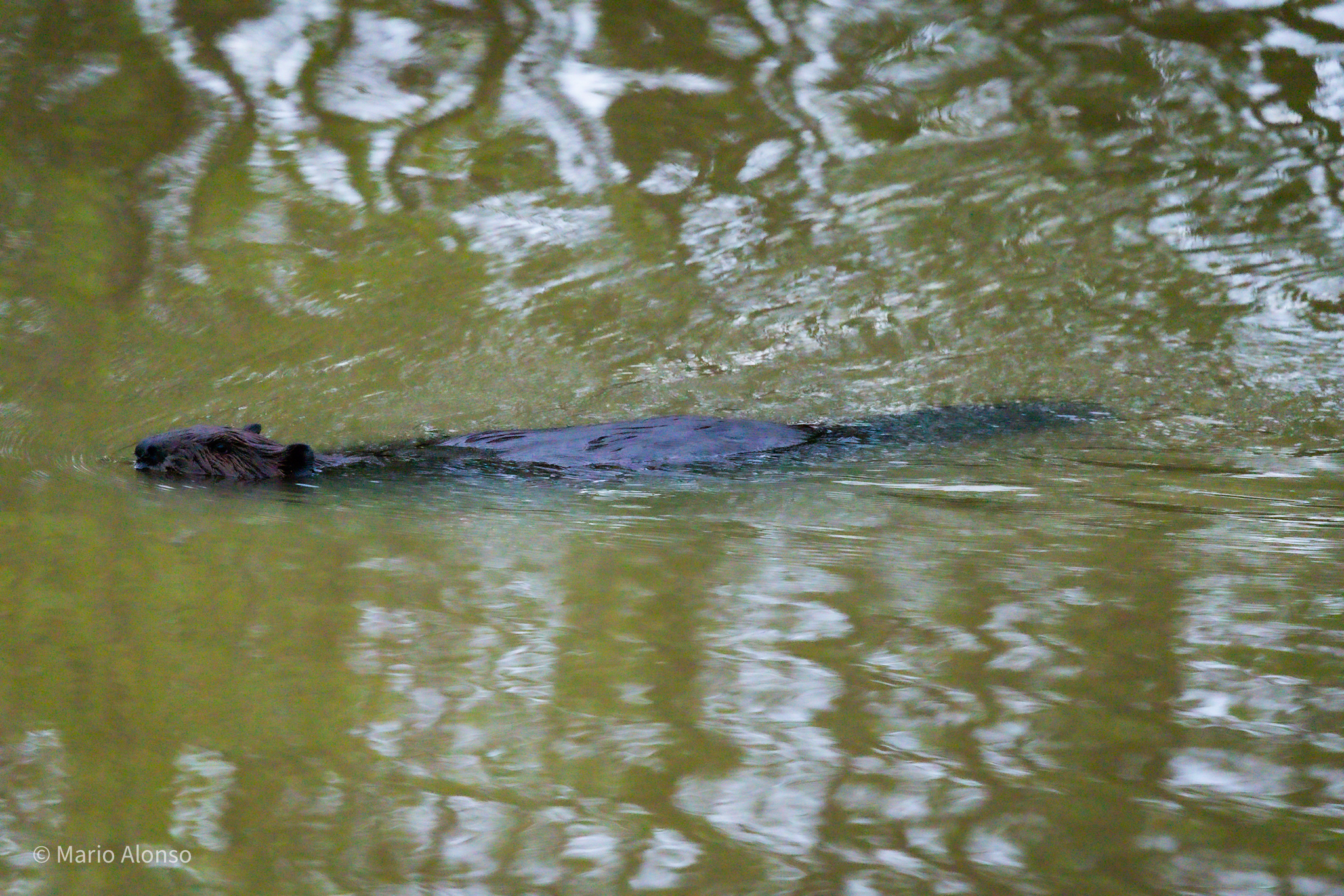 Beaver at Dawn, Ottawa National Wildlife Refuge