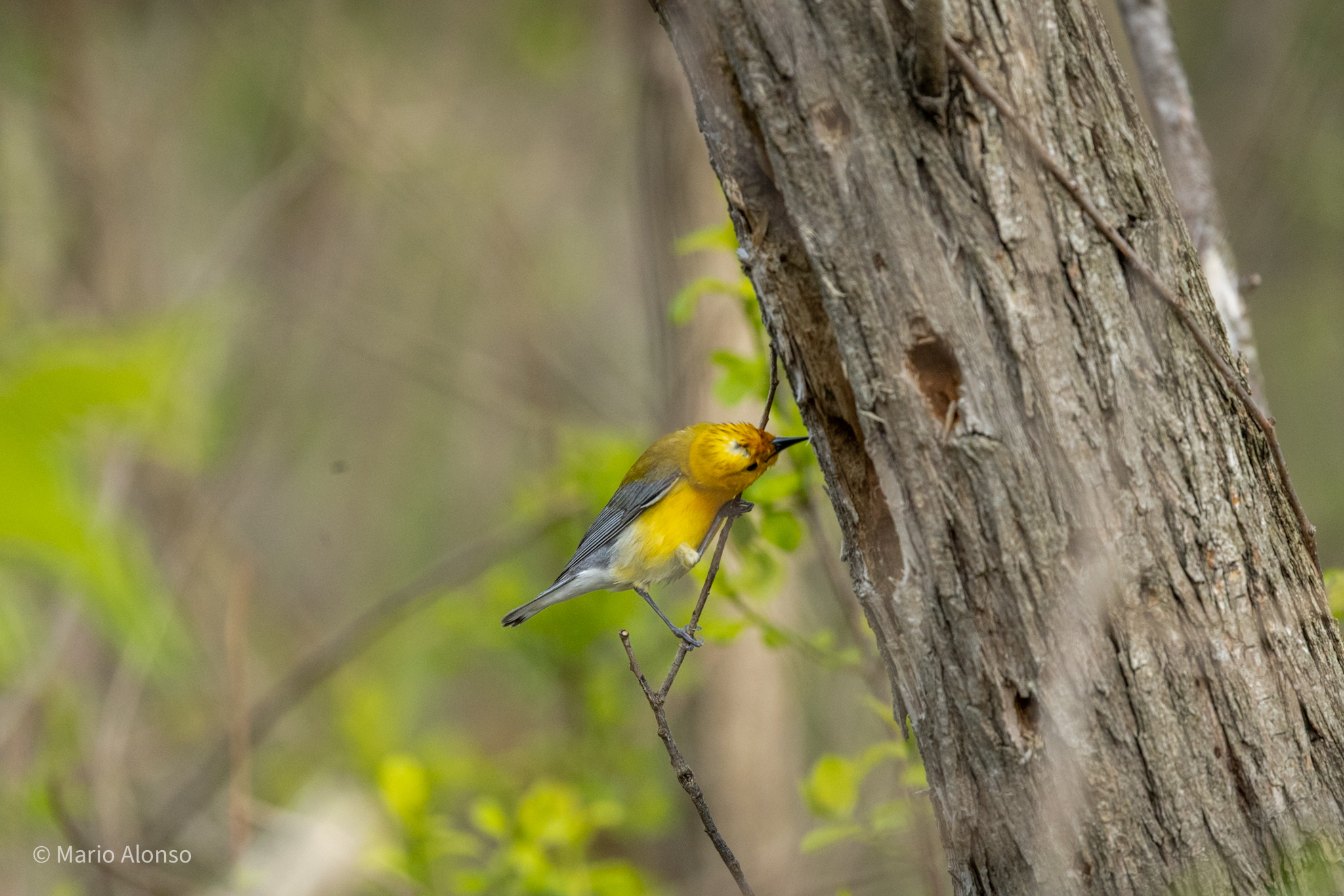 Prothonotary Warbler Prospecting Nest Cavity, Magee Marsh, Ohio