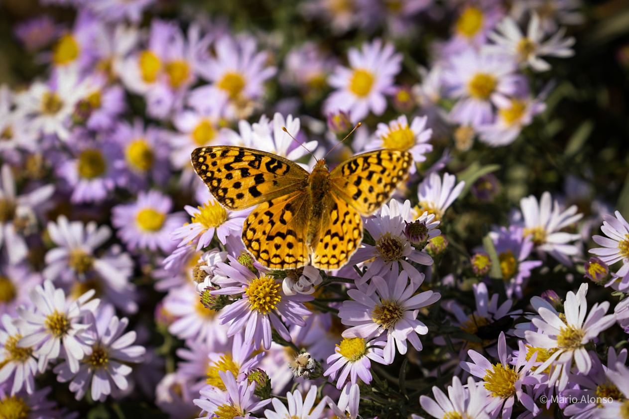 Fritillary on Asters, Grand Teton National Park