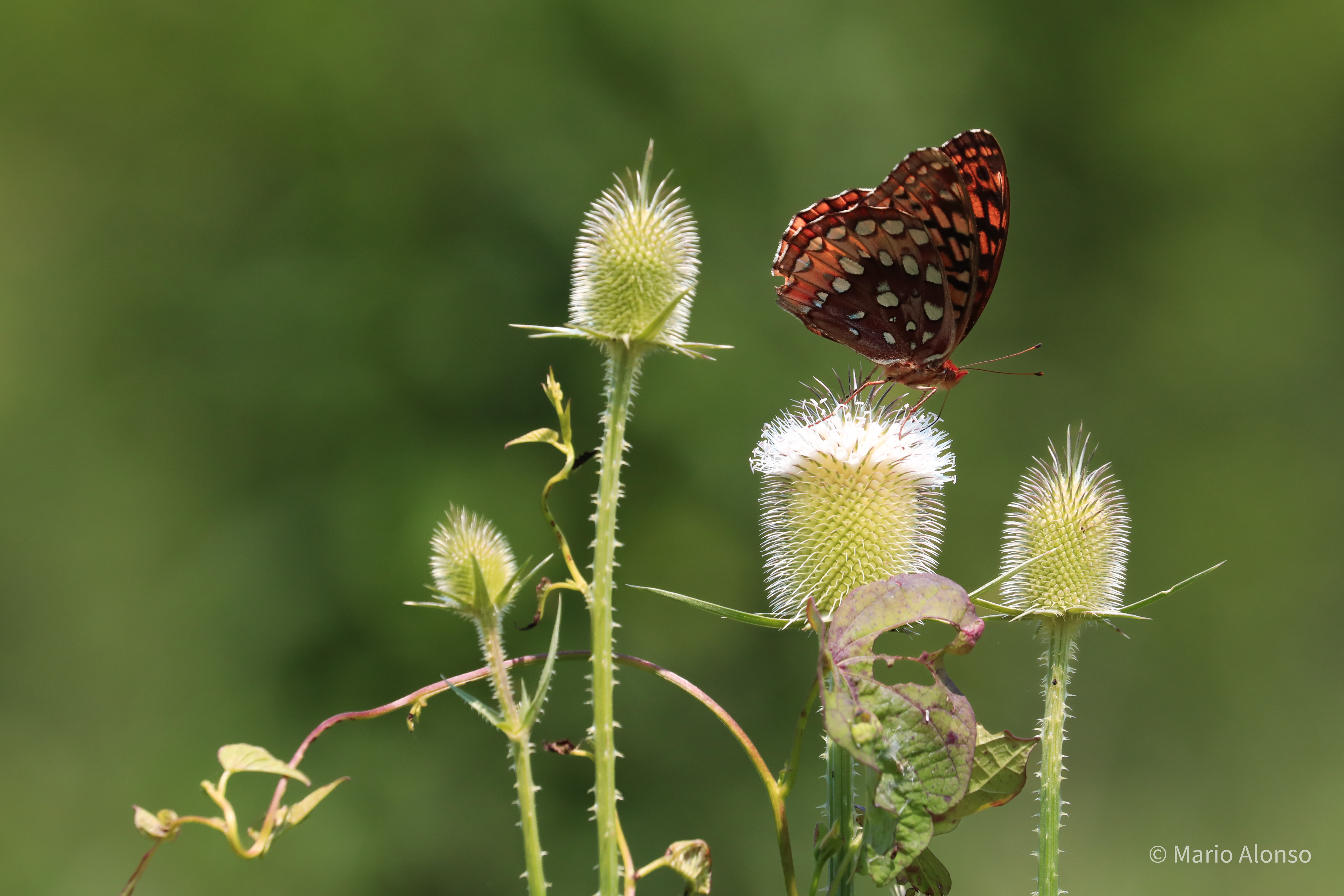 Great Spangled Fritillary on Teasel, Otto Armleder Park