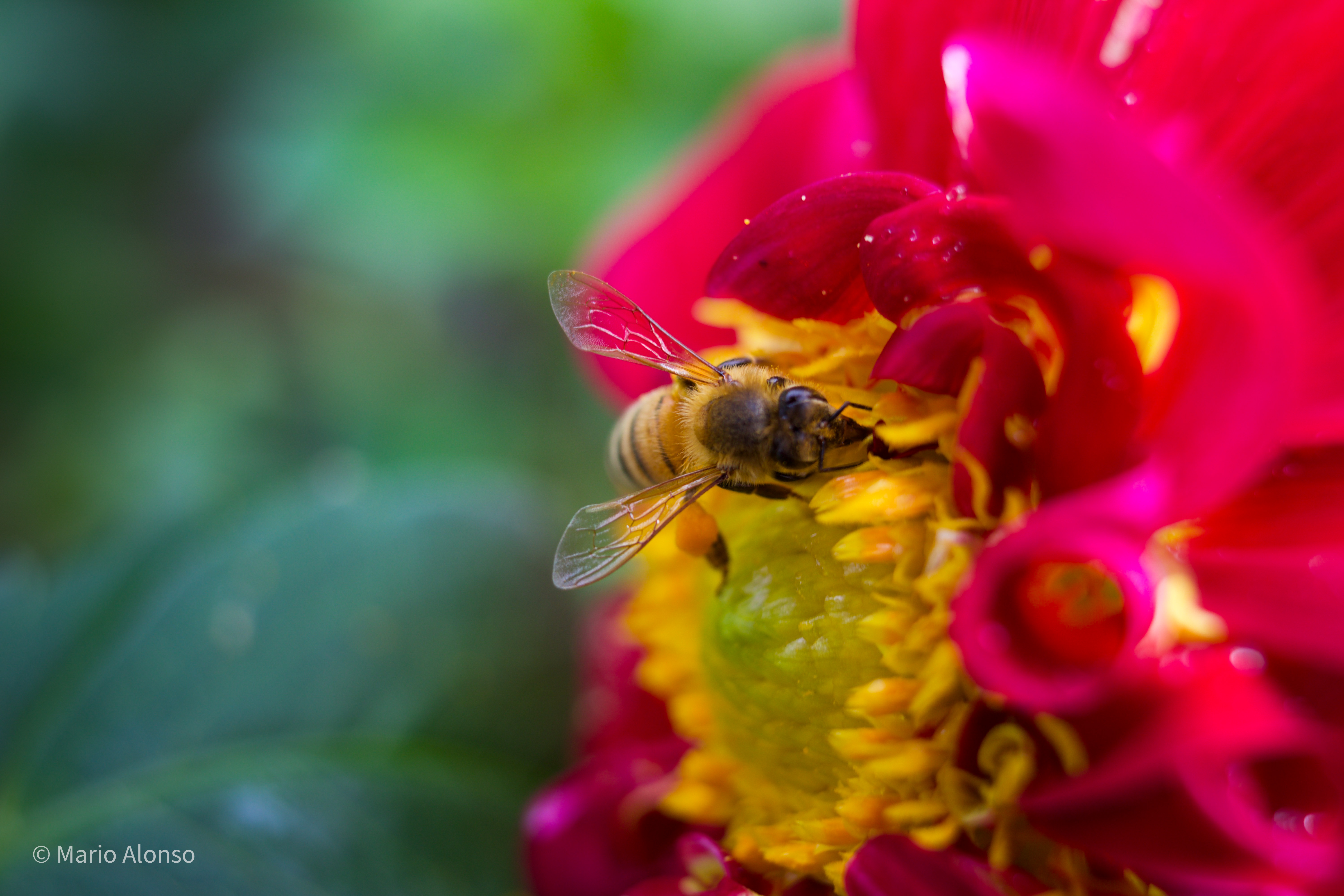 Honey Bee on Dahlia, Hyde Park, Cincinnati
