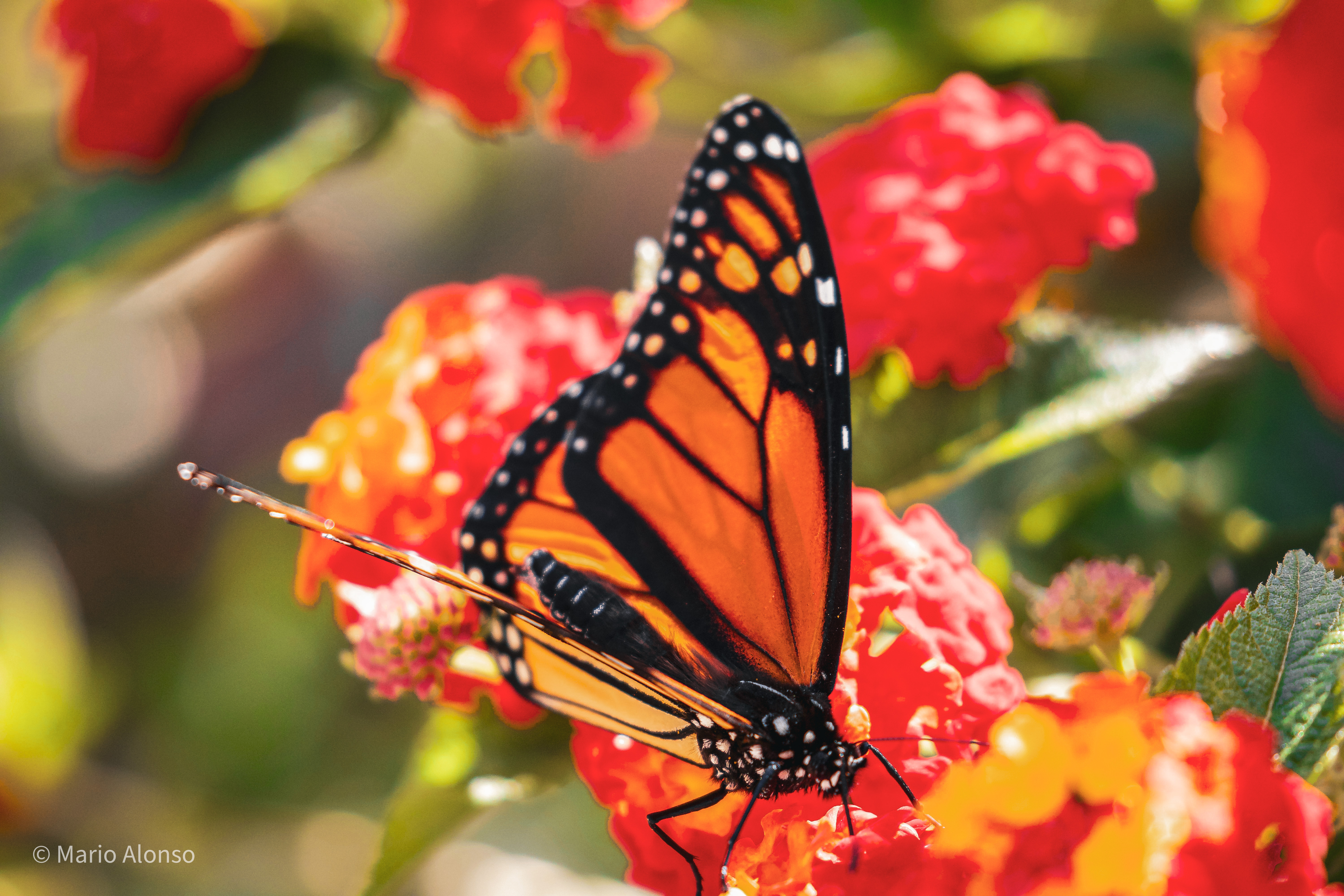 Monarch on Lantana, Hyde Park, Cincinnati