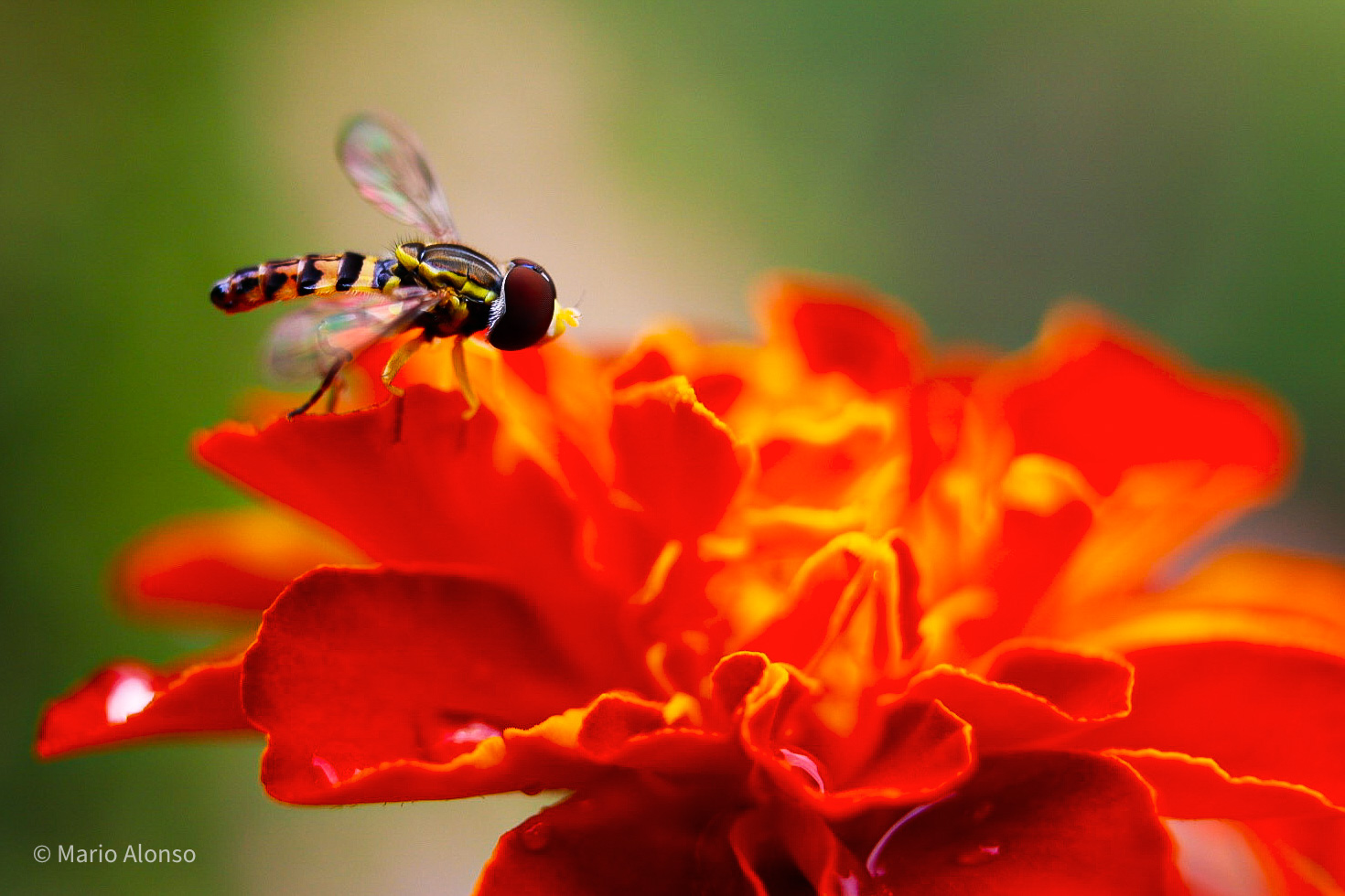 Hoverfly on Marigold, Hyde Park, Cincinnati