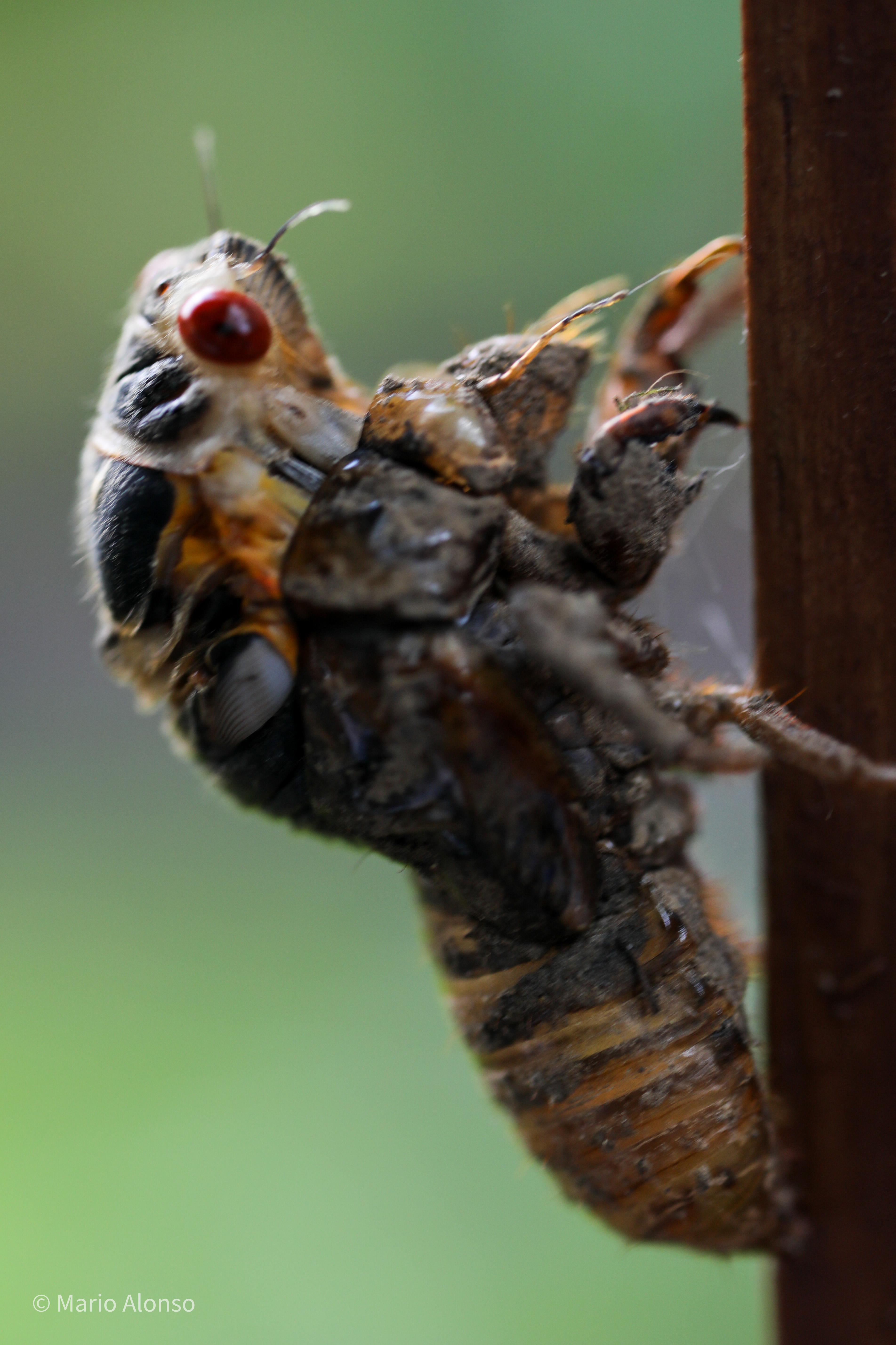 Periodical Cicada Nymph, Hyde Park, Cincinnati