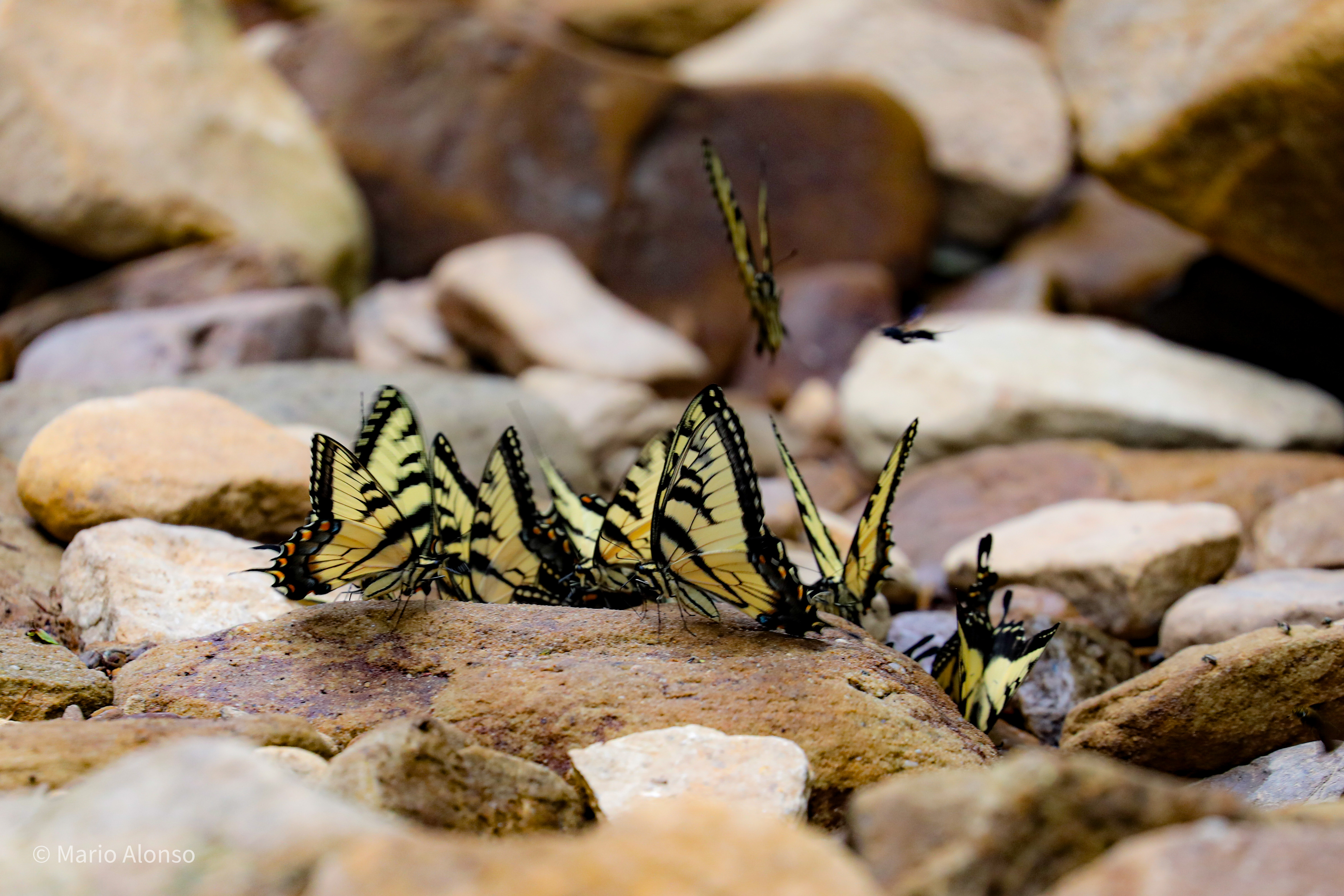 Eastern Tiger Swallowtail Mud-Puddling, Daniel Boone National Forest, Kentucky