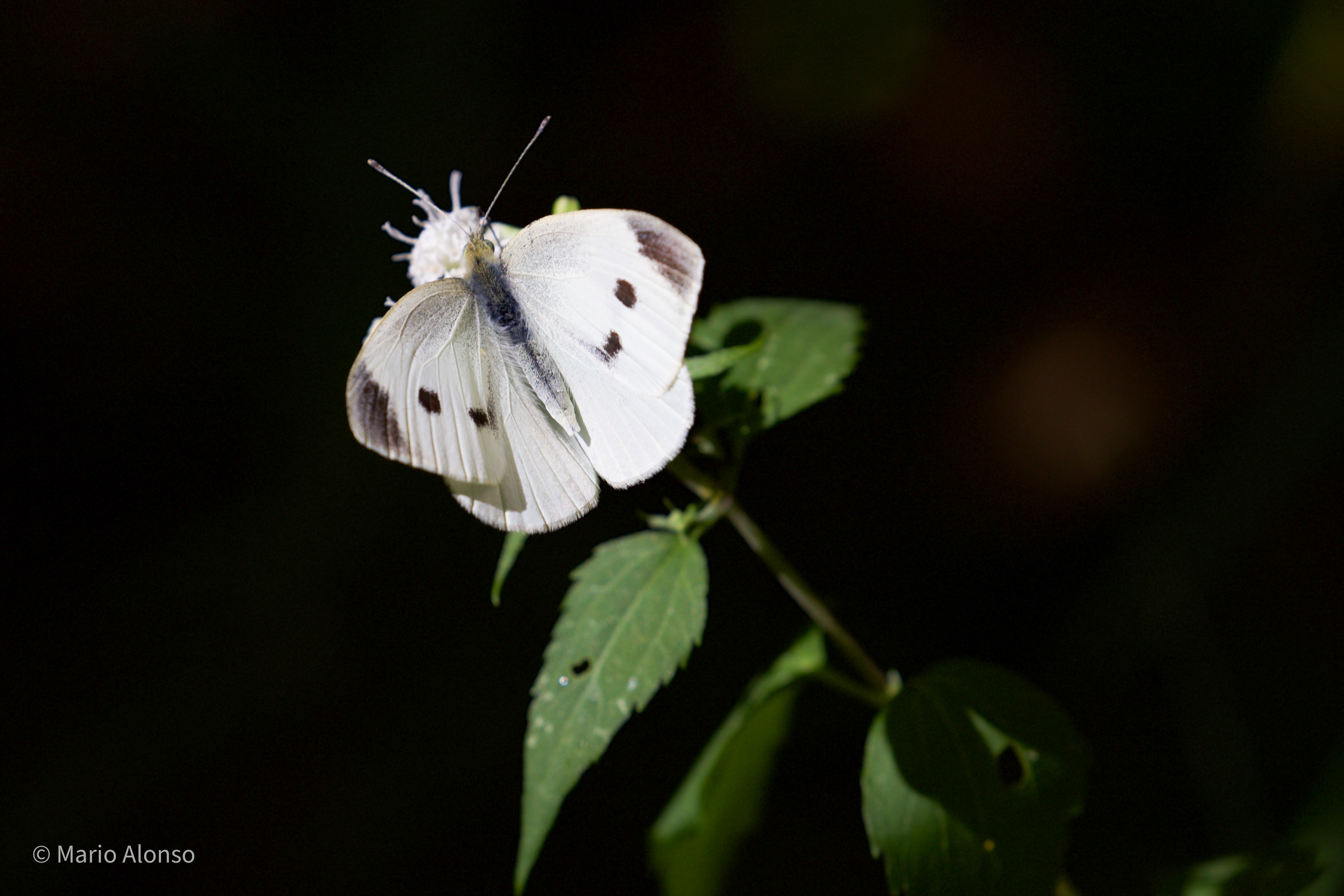 Cabbage White, Clifty Falls State Park, Indiana