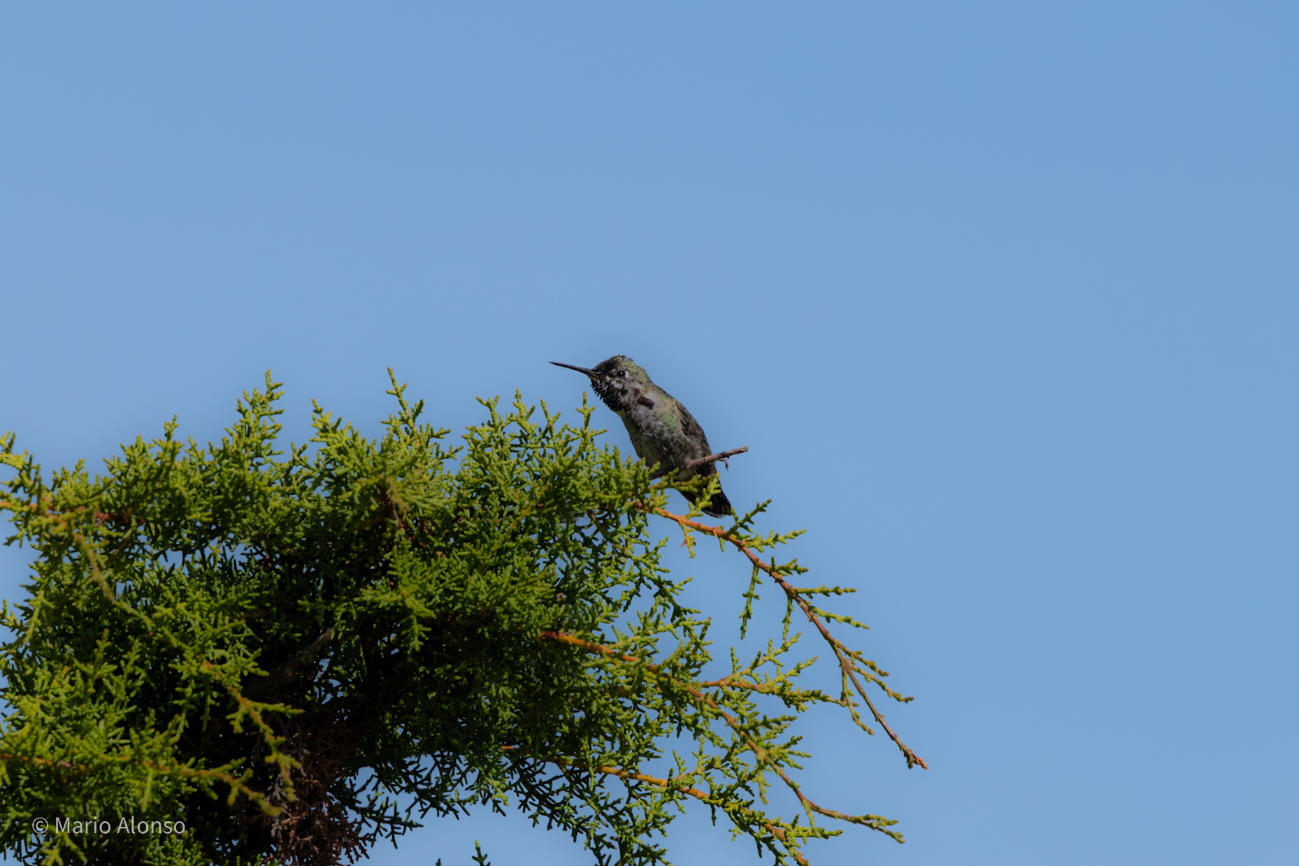 Anna’s Hummingbird, Female, Presidio, San Francisco