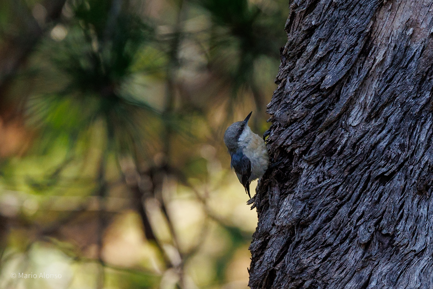 Pygmy Nuthatch on Pine, Presidio, San Francisco
