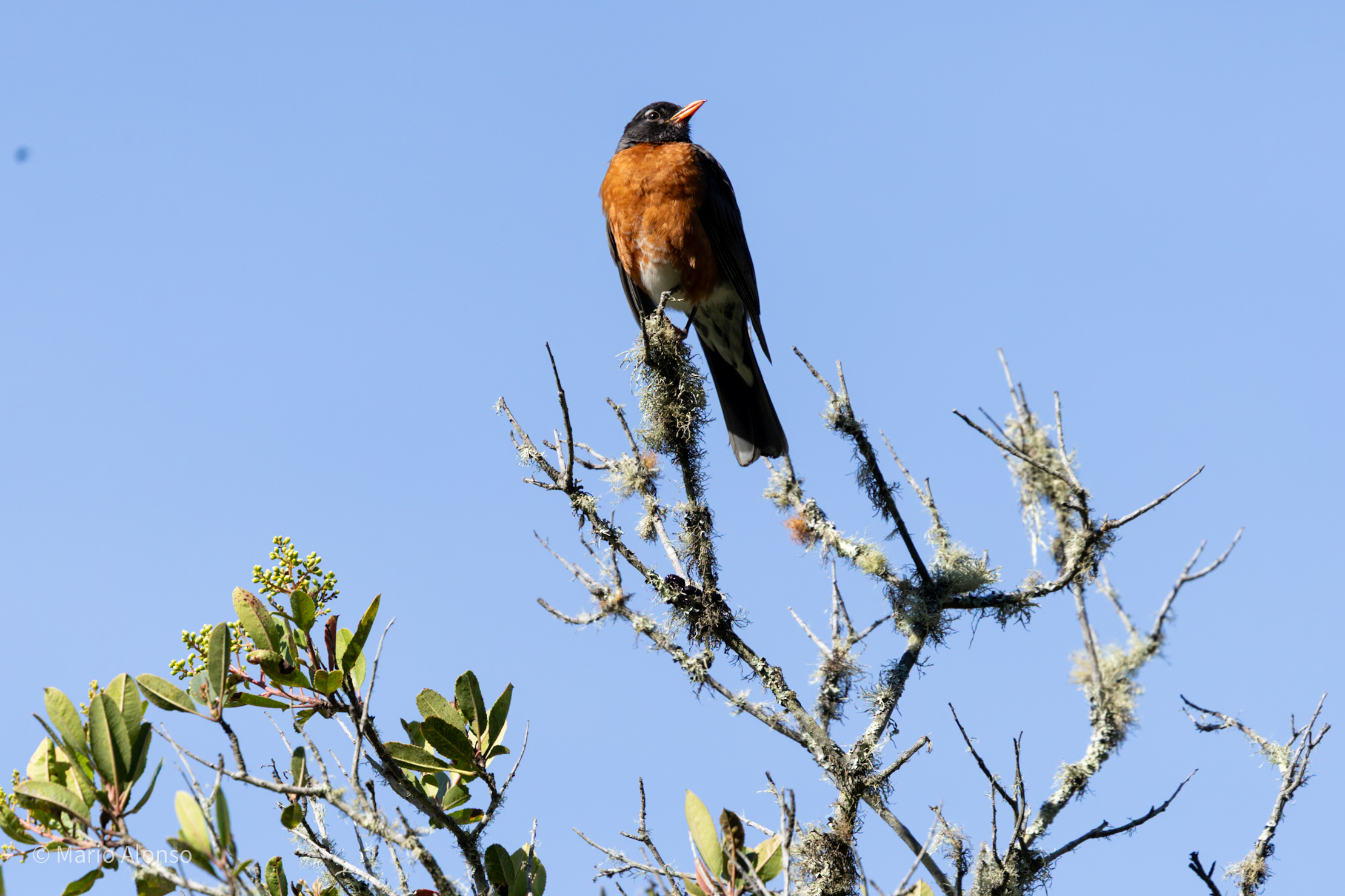 American Robin in Full Song, Presidio, San Francisco