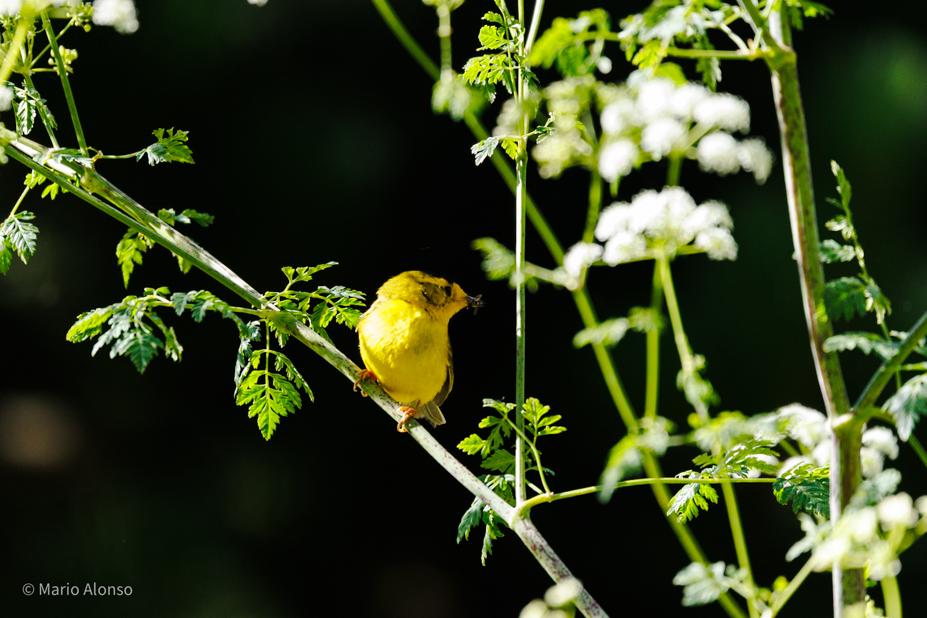 Wilson's Warbler with Prey, Presidio, San Francisco