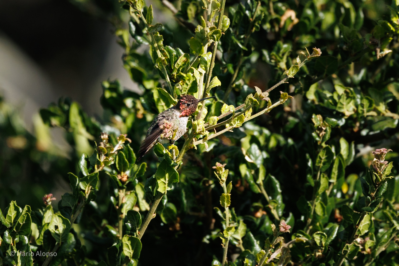 Anna’s Hummingbird, Male, Presidio, San Francisco