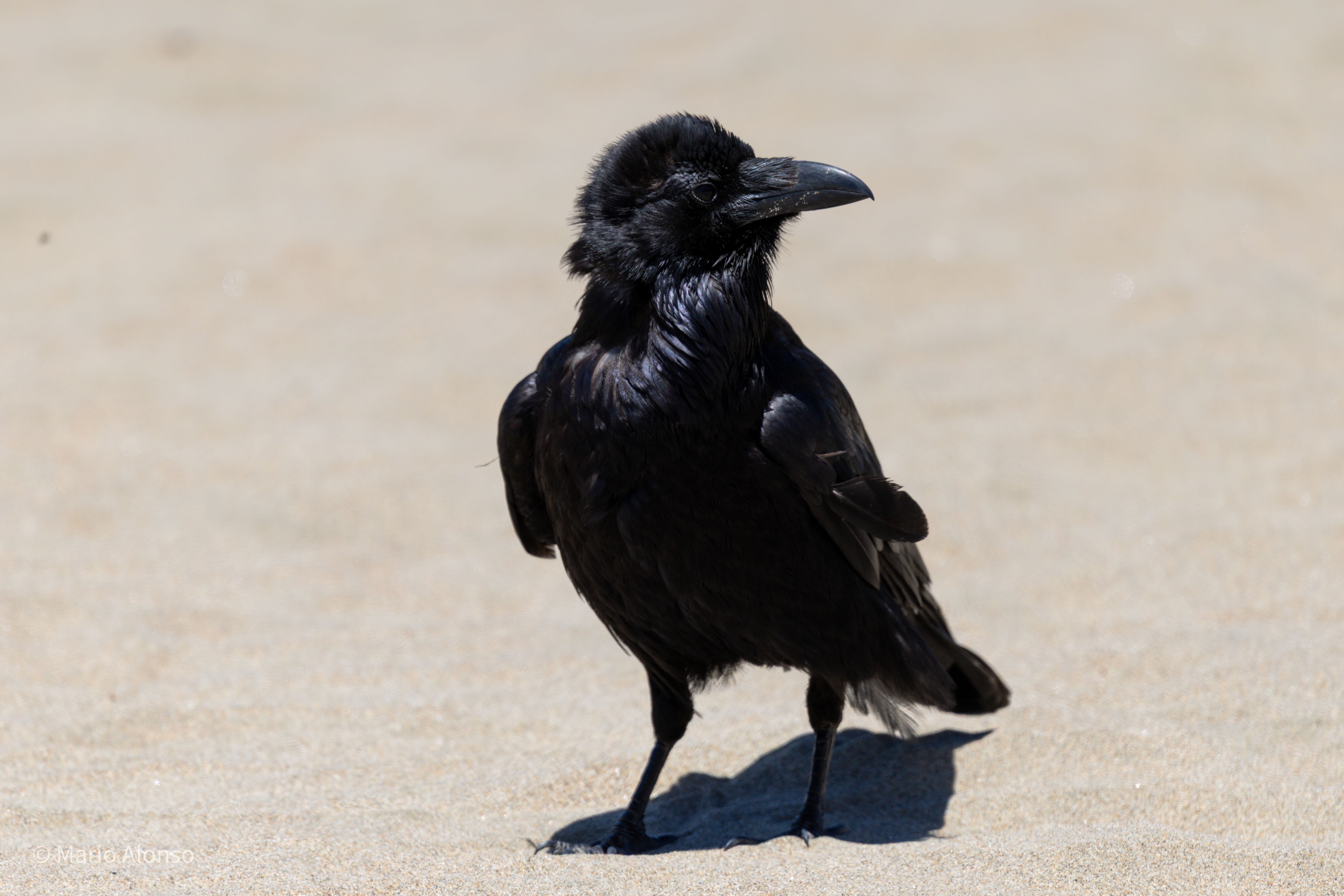 Common Raven, Ocean Beach, San Francisco