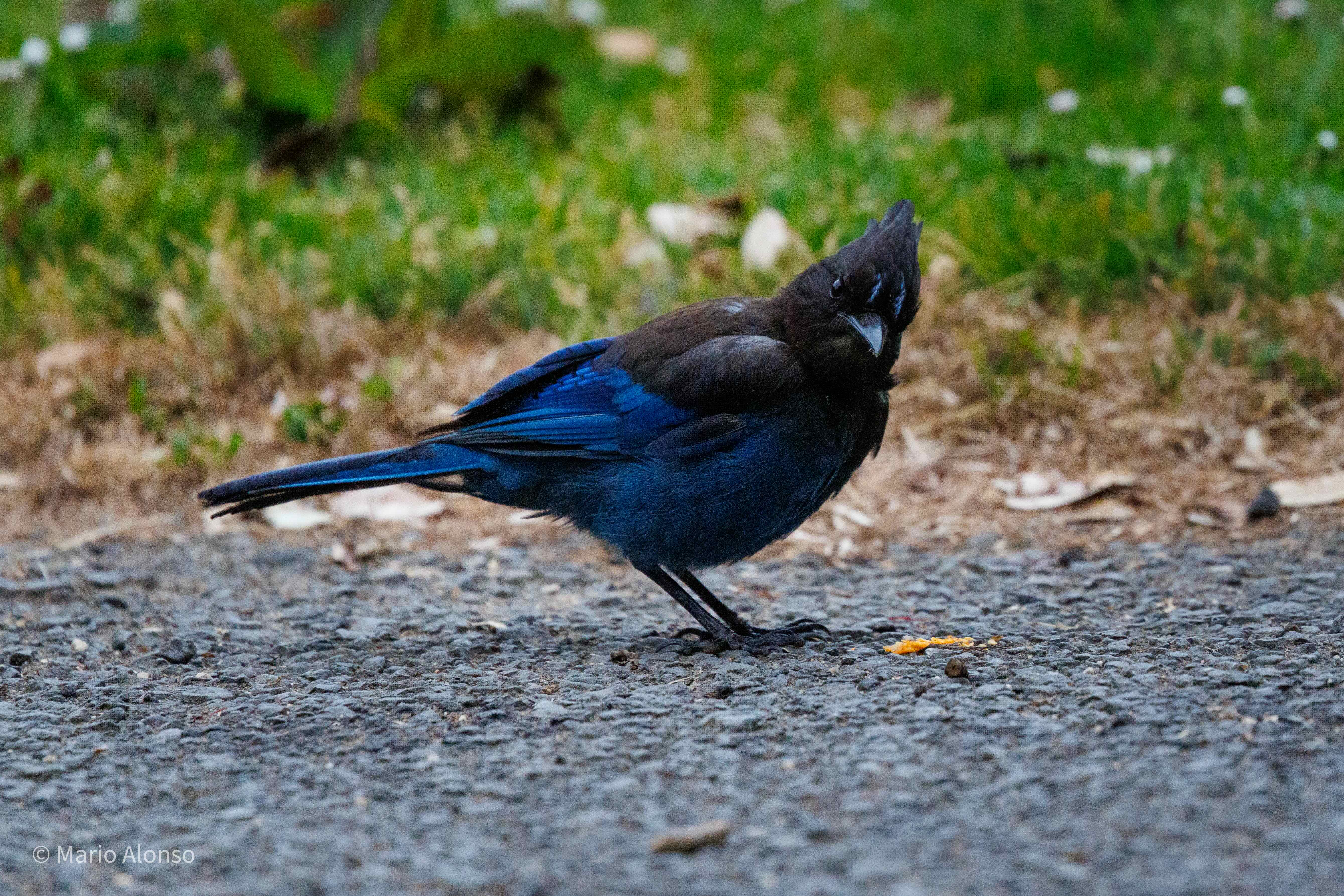 Steller's Jay, Panhandle Park, San Francisco