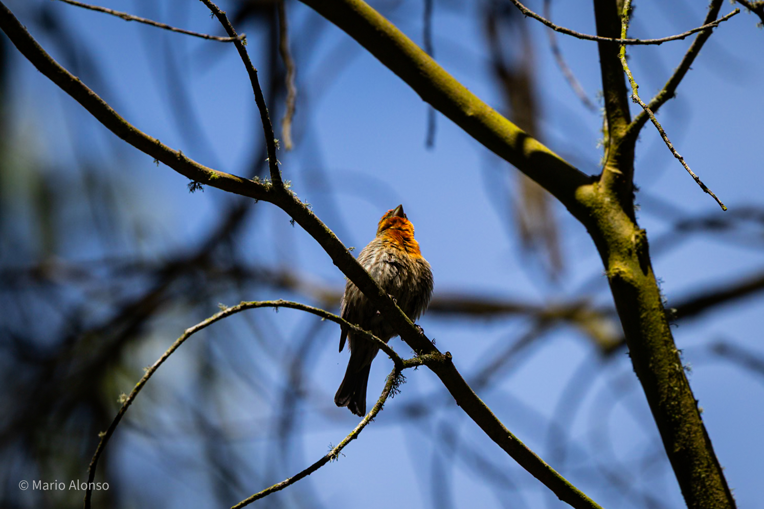 An orange House Finch? Yes